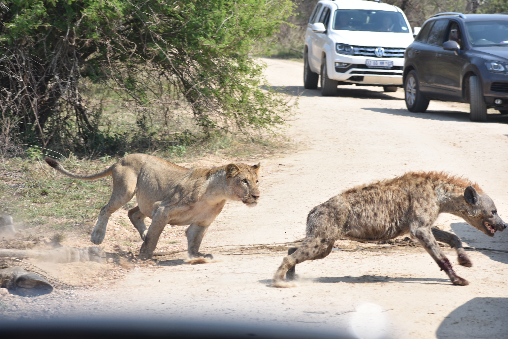 Lioness pursuing a spotted hyena on a road in Kruger National Park