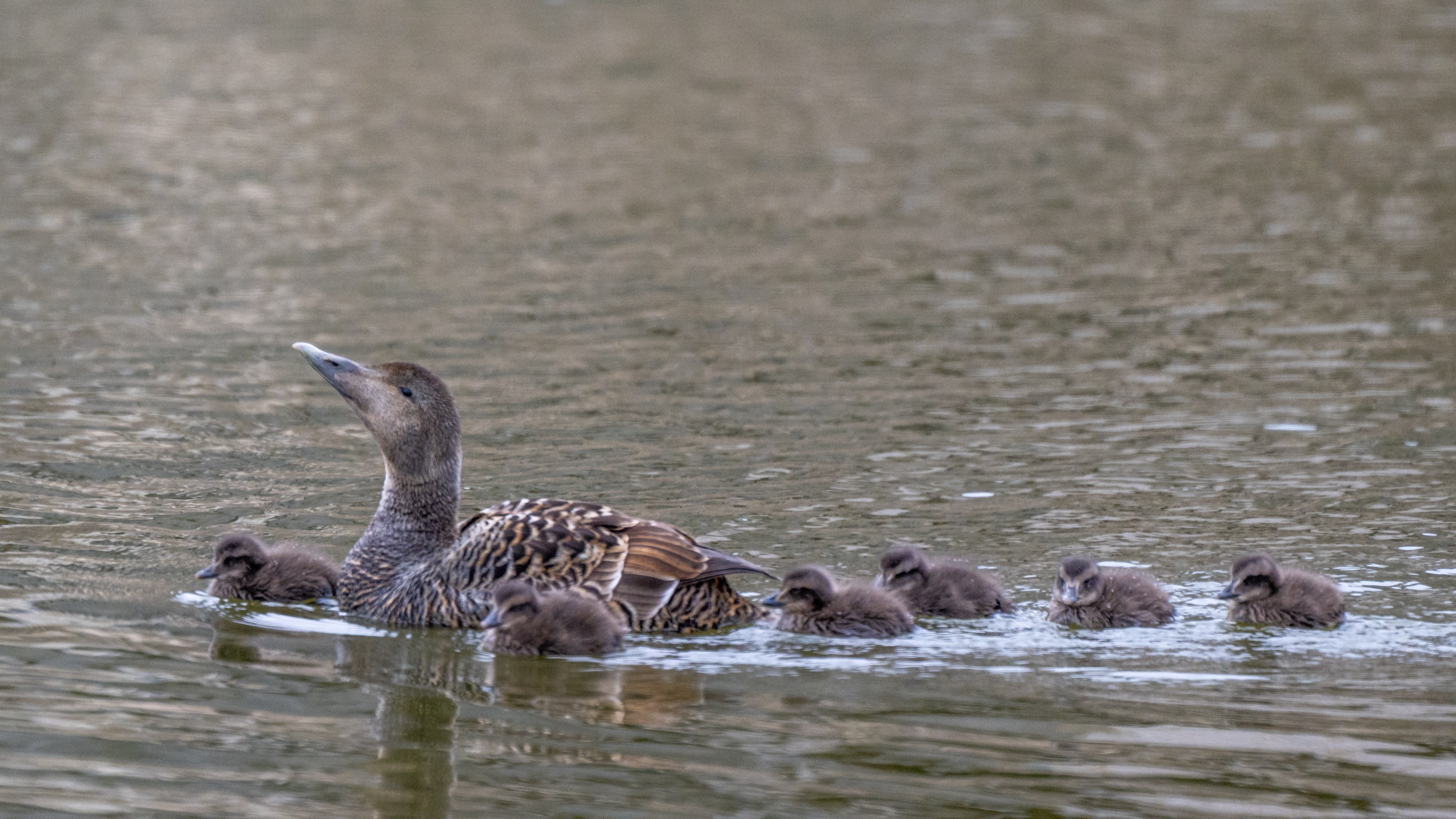 Common eider with chicks in Longyearbyen, Svalbard