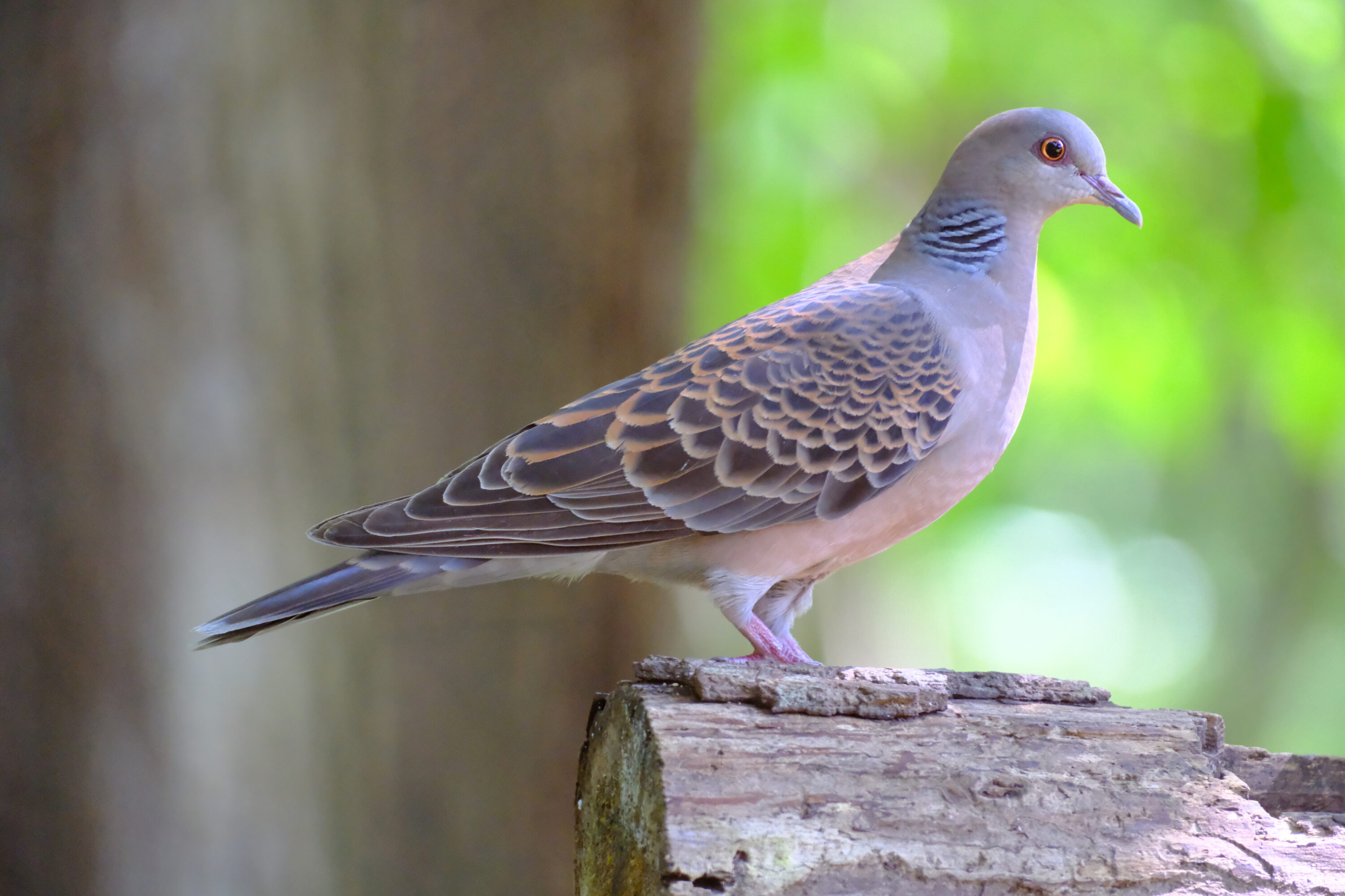 Wild Oriental turtle dove perched in Chitose, Hokkaido, Japan