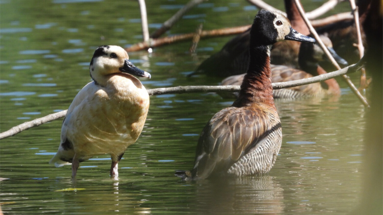 A leucistic white-faced whistling-duck beside a normally coloured bird at Tsimbazaza Park