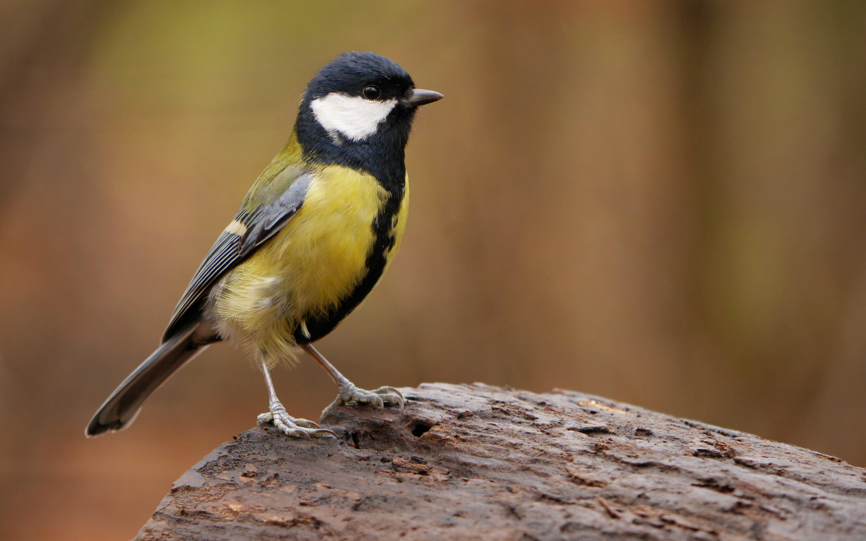 Great tit perched in Parc de Woluwé, Brussels