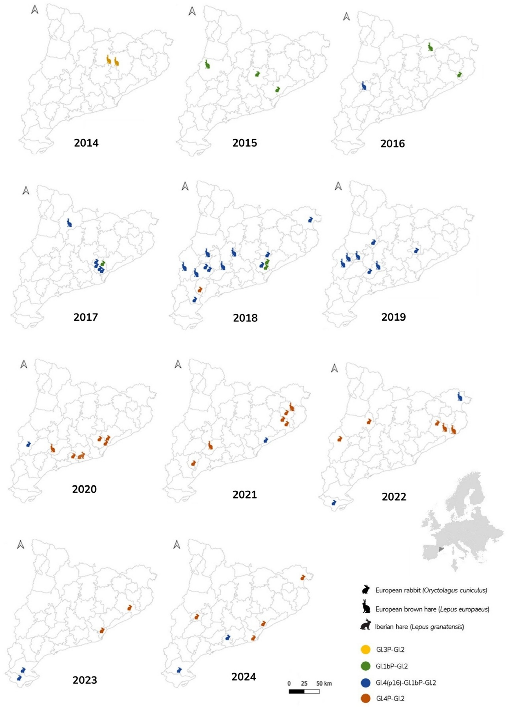 Kart over RHDV2-rekombinanter registrert hos ville haredyr i Catalonia fra 2014 til 2024