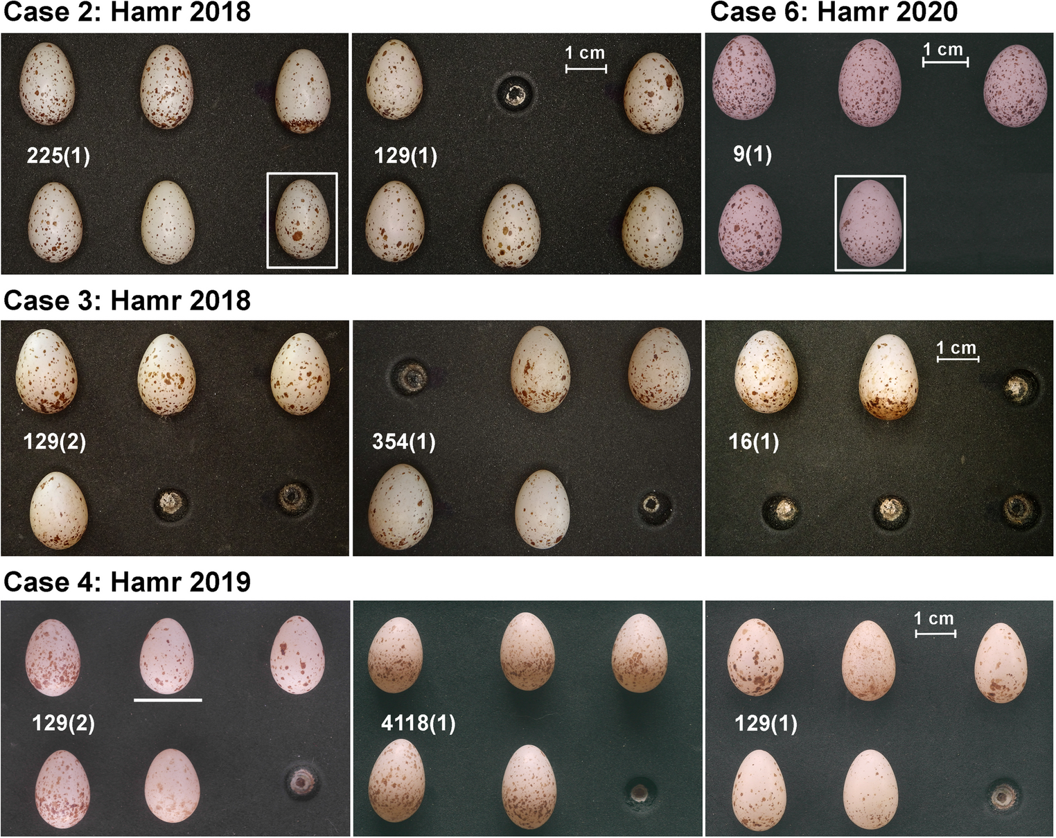 Barn swallow clutches from mixed-maternity and brood-parasitism cases in the 2026 study