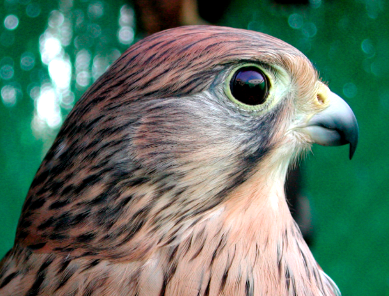 Full head of a common kestrel with the eye in clear focus