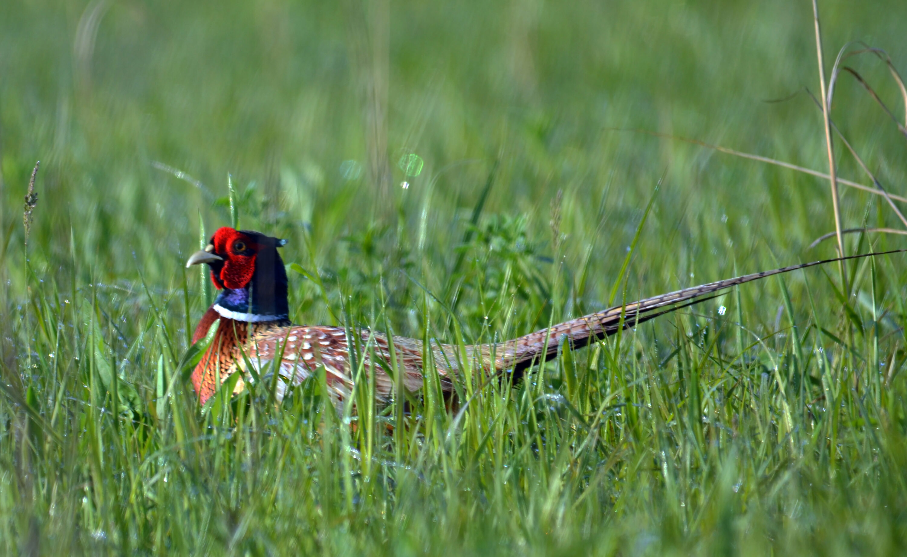 Male Common Pheasant in grass at Neal Smith National Wildlife Refuge, Iowa