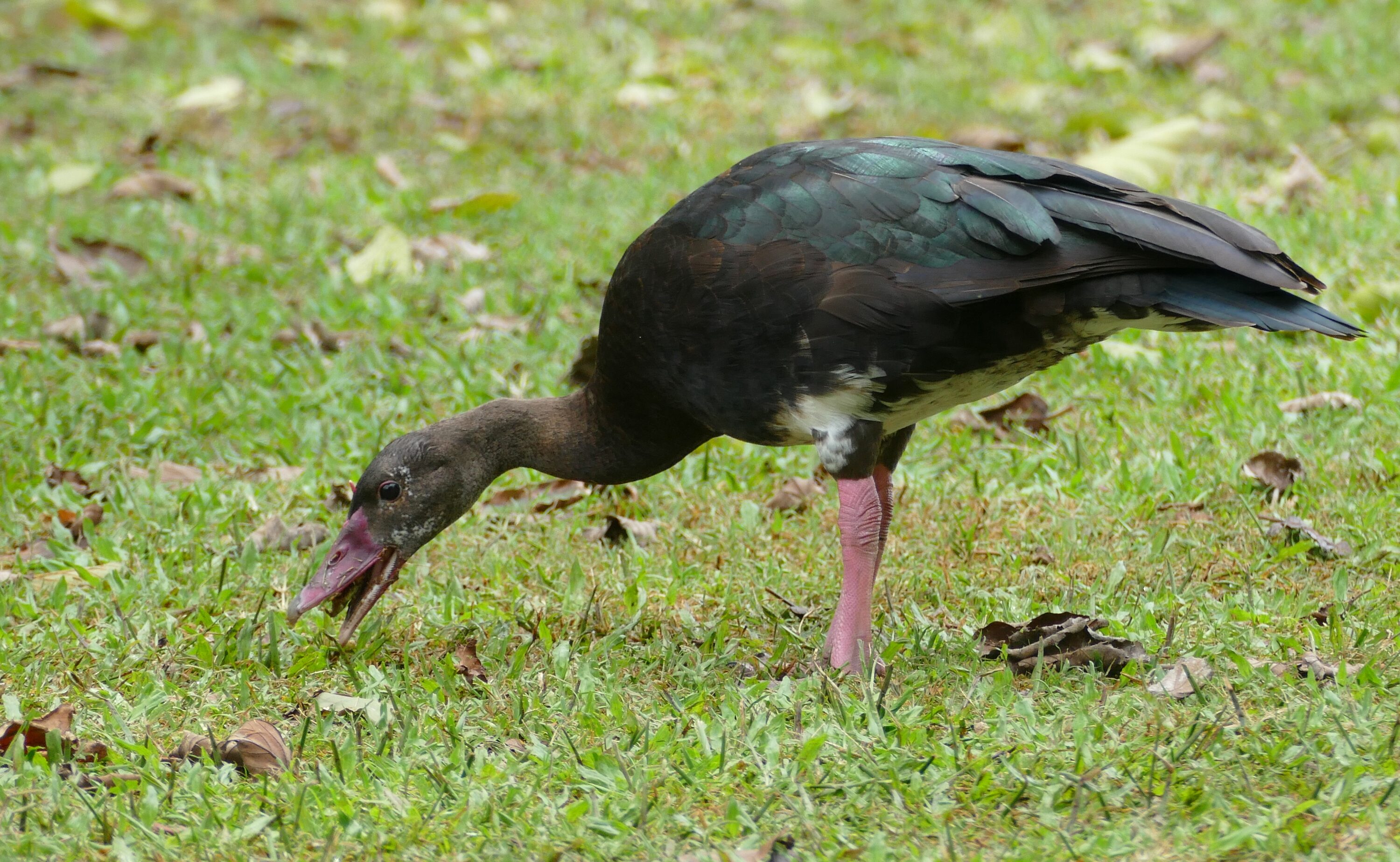 Spur-winged goose grazing on grass in Durban