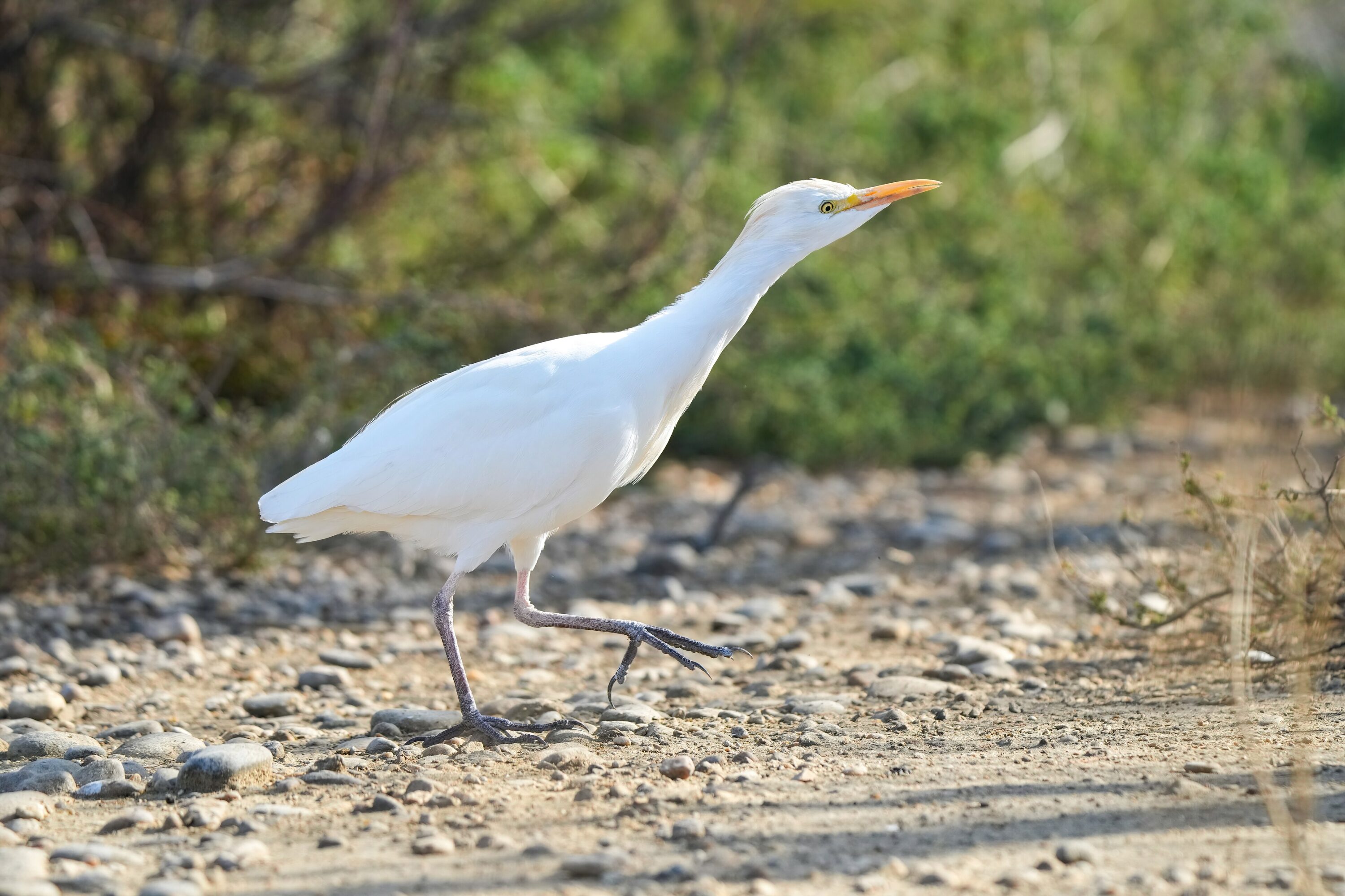 Wild western cattle egret walking in the Camargue, France