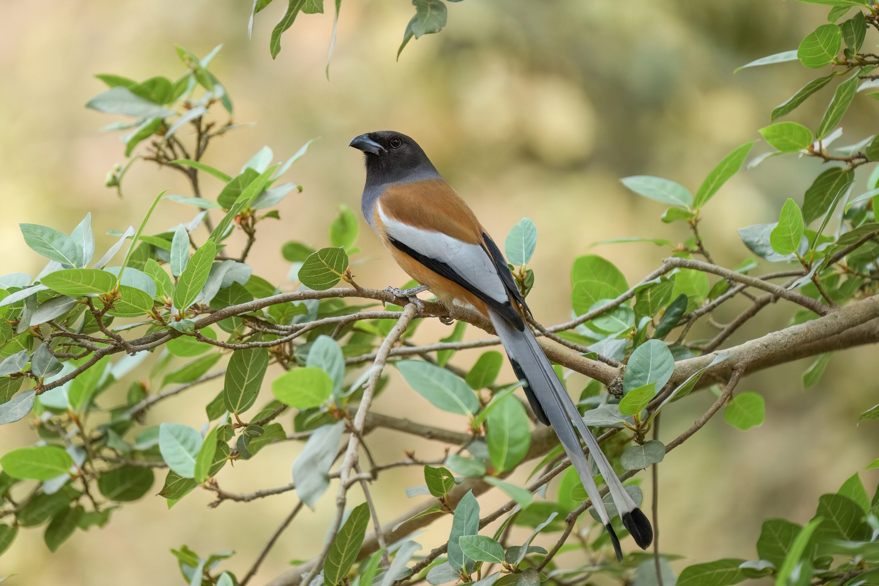 Rufous treepie perched in a leafy tree in Ranthambore National Park, India