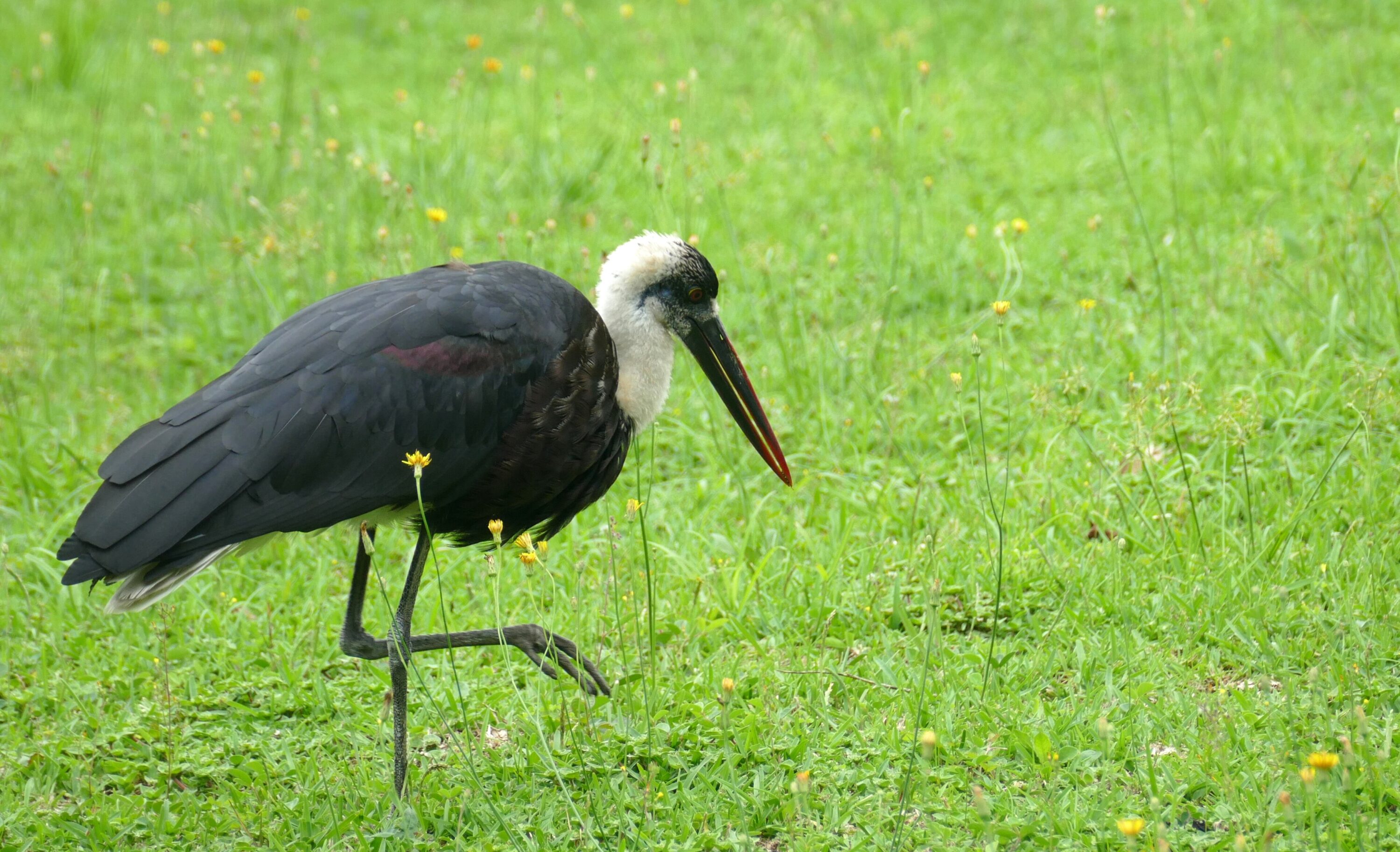 African woolly-necked stork walking through grass in KwaZulu-Natal, South Africa