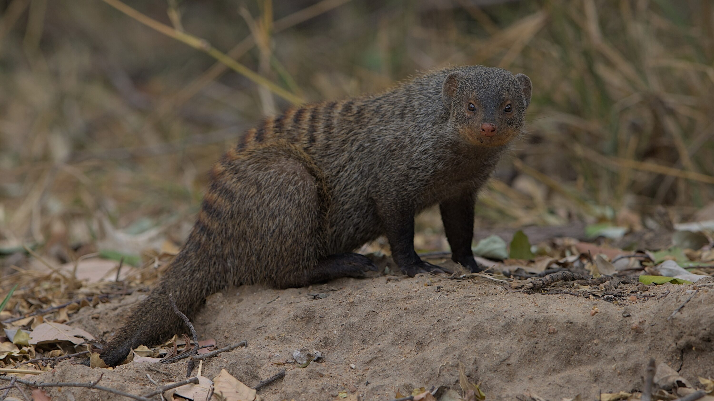 Two banded mongooses sitting close together on sandy ground