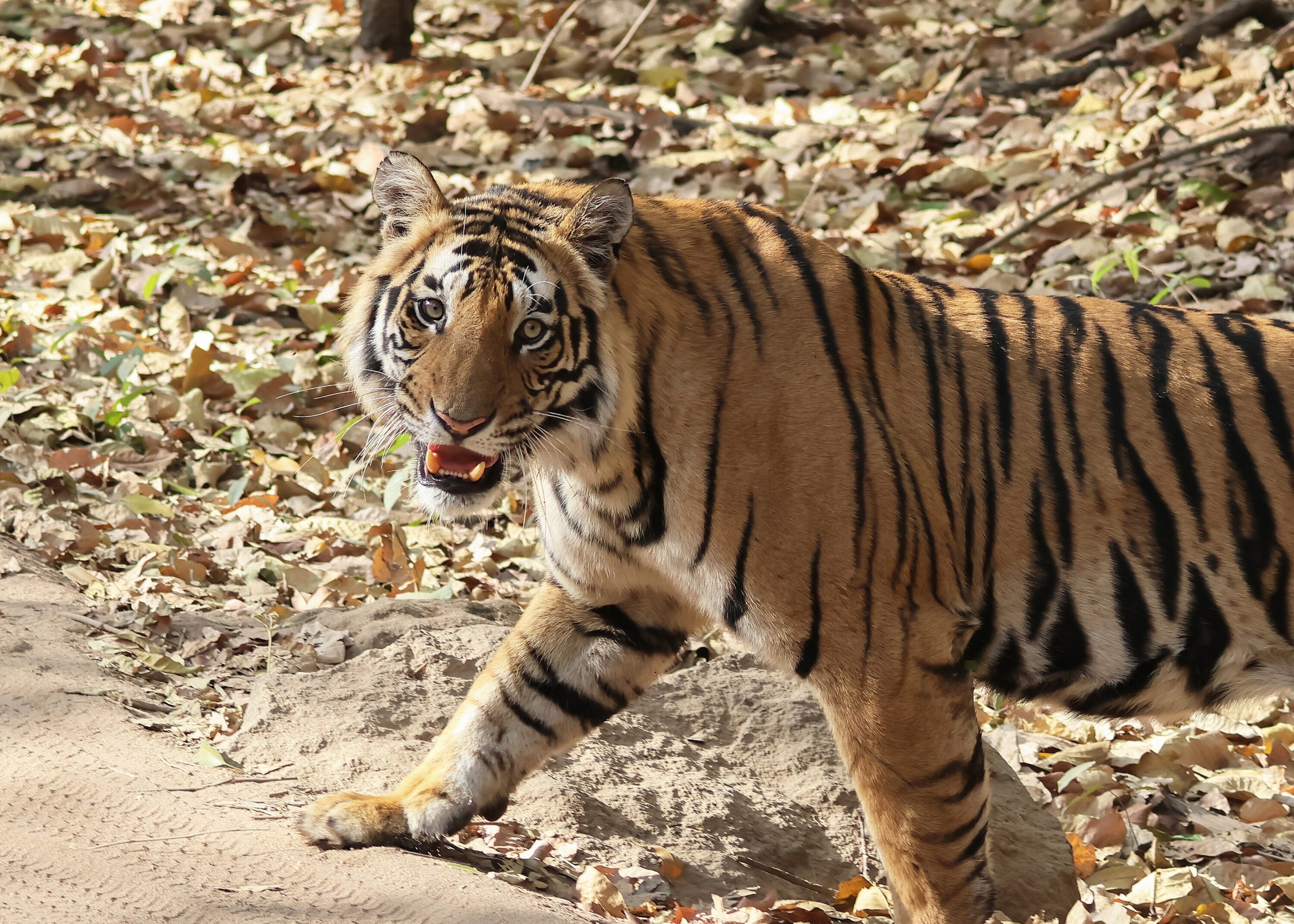 Wild Bengal tiger walking through dry forest in central India