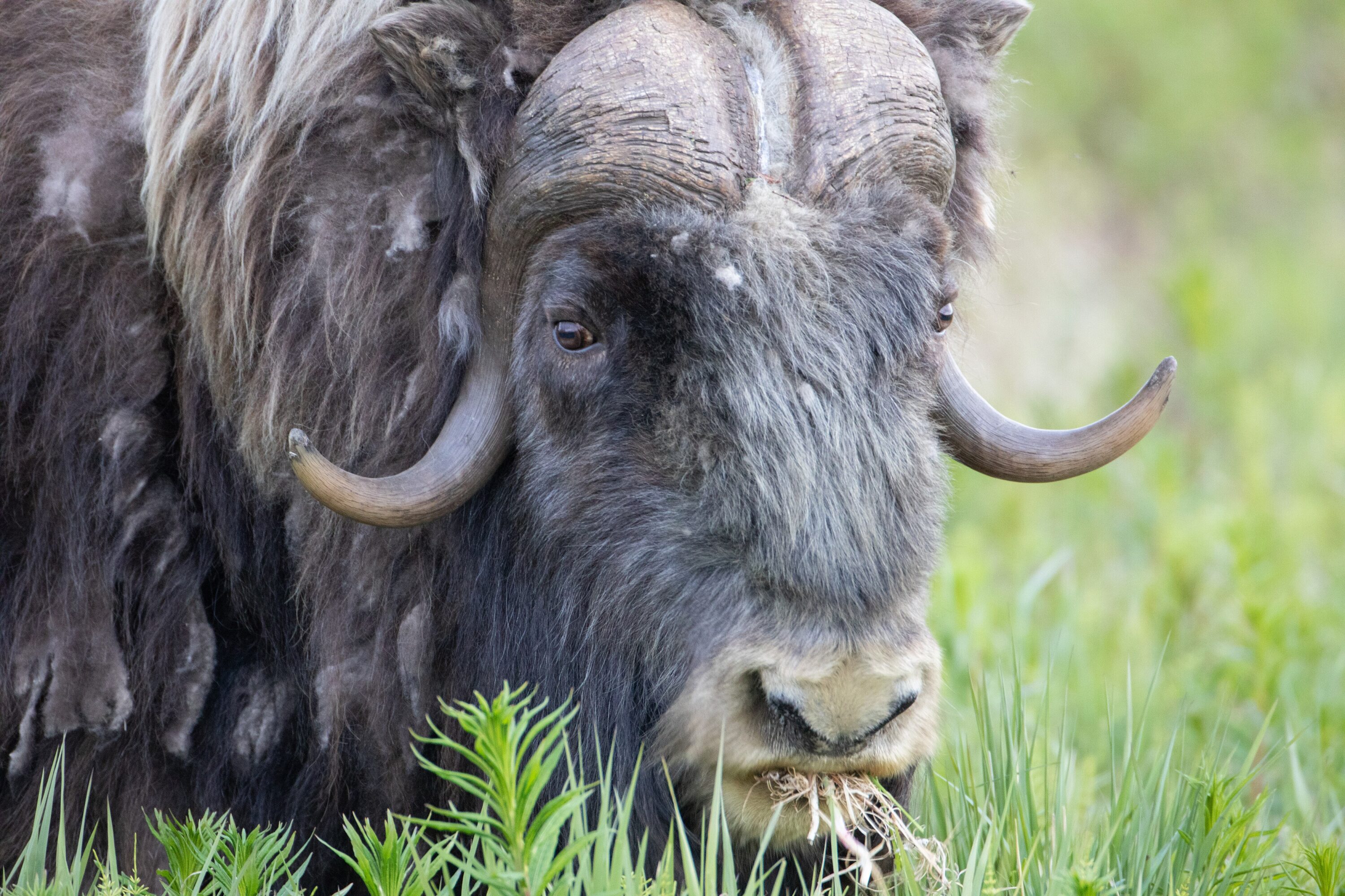 Close-up portrait of a muskox feeding on grass