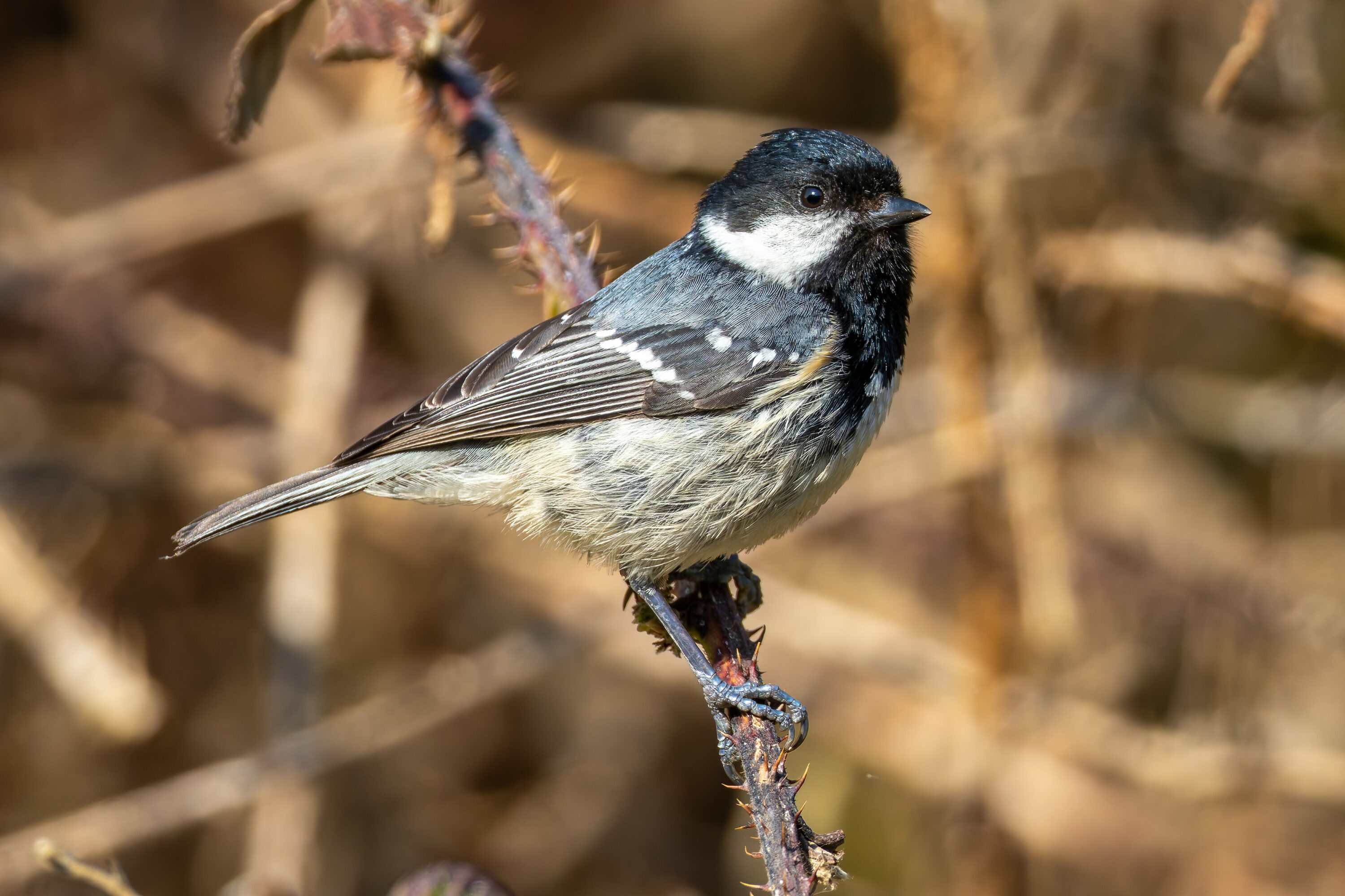 Coal tit perched on a branch