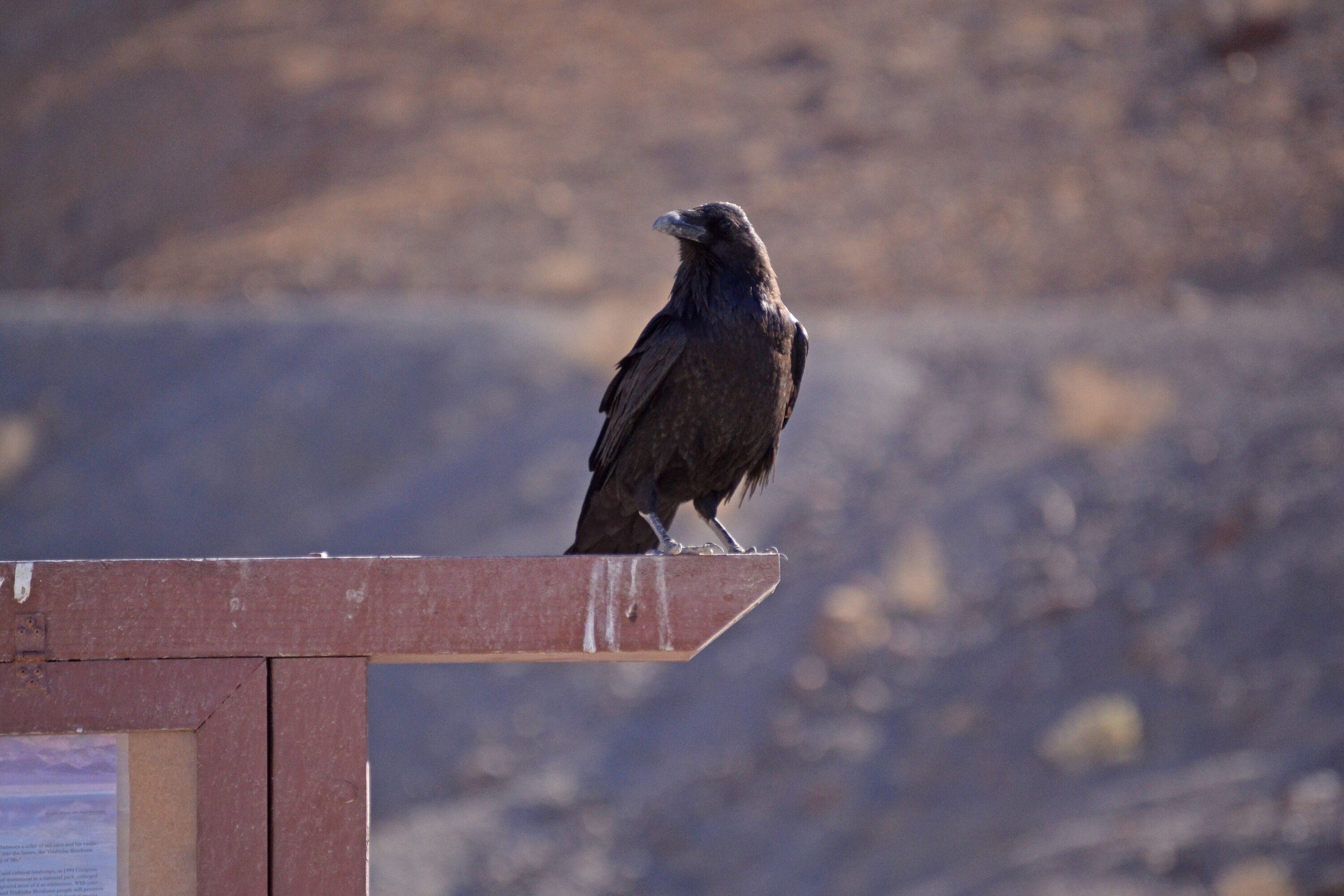 Common raven at Ubehebe Crater in Death Valley, California