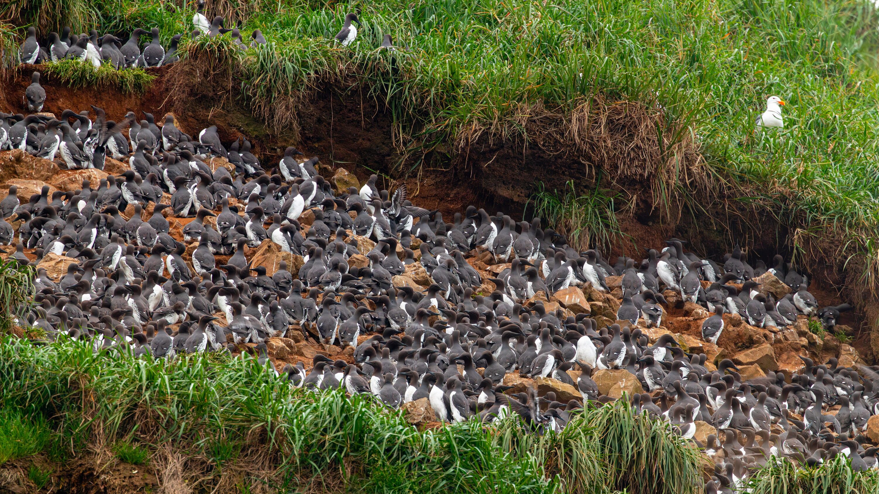 Dense breeding colony of Common Murres on a coastal cliff