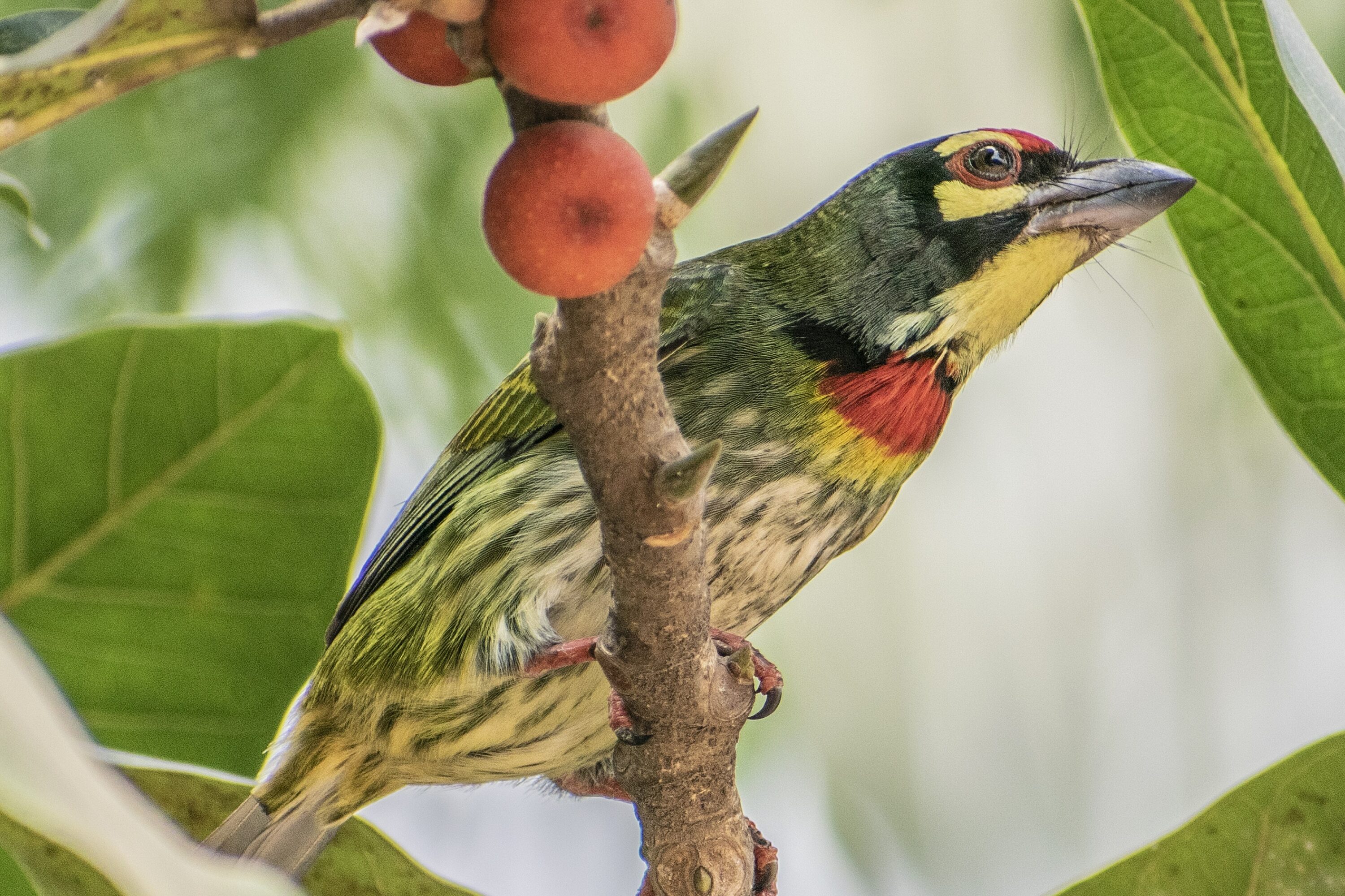 Coppersmith barbet perched in a fruiting tree