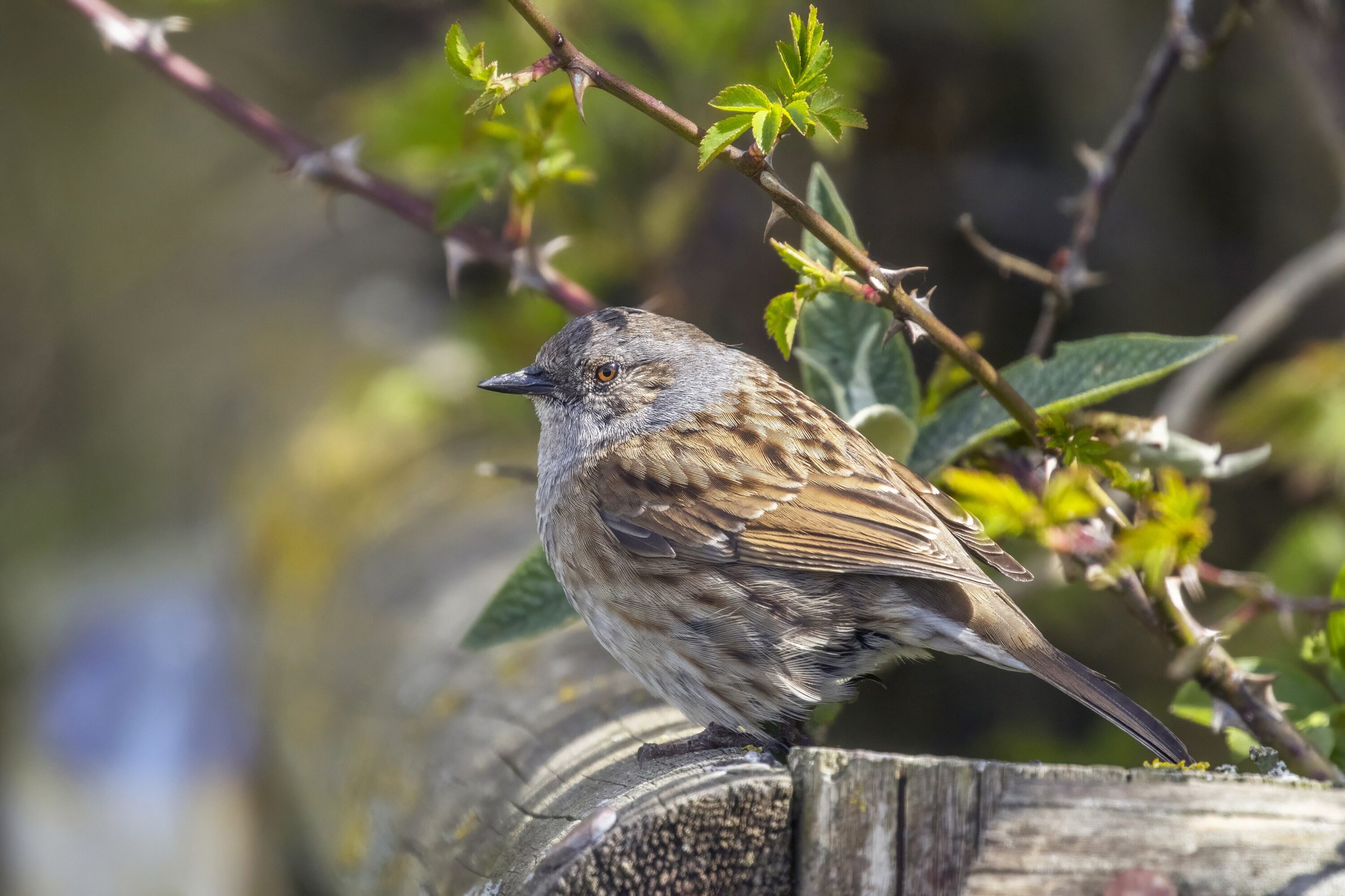 Dunnock perched among bramble vegetation