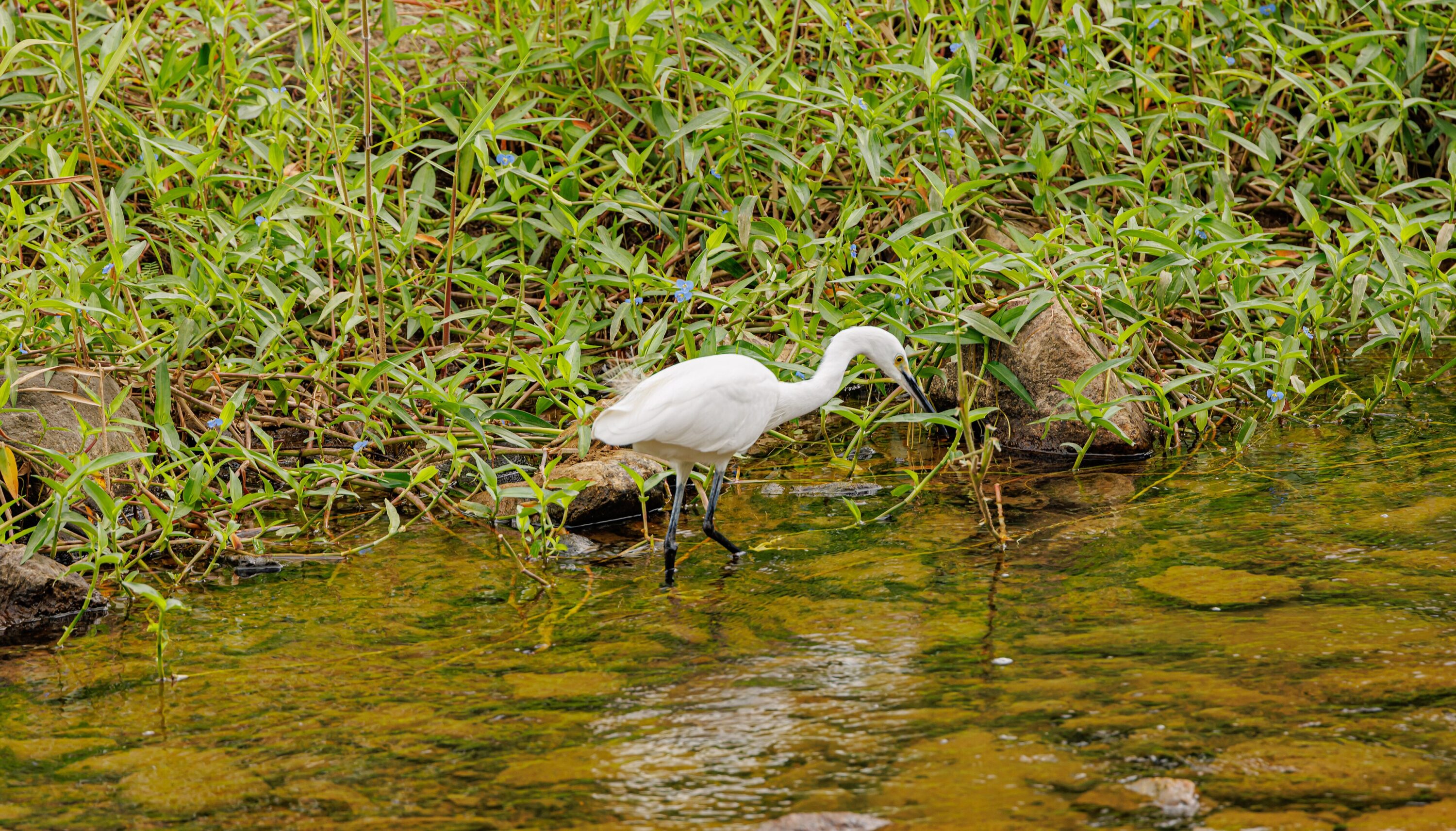 Little egret standing in shallow water beside vegetation in Shenzhen, China