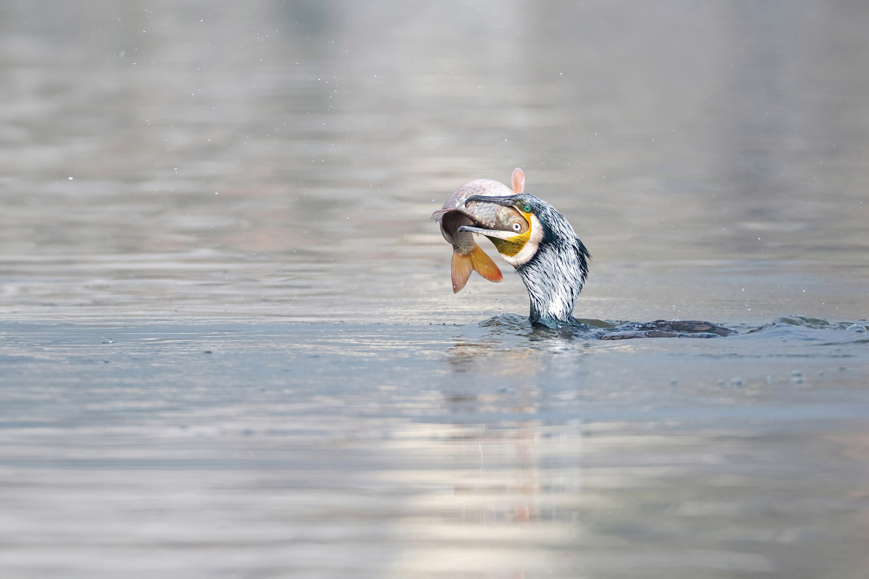 Great cormorant swallowing a fish on the water