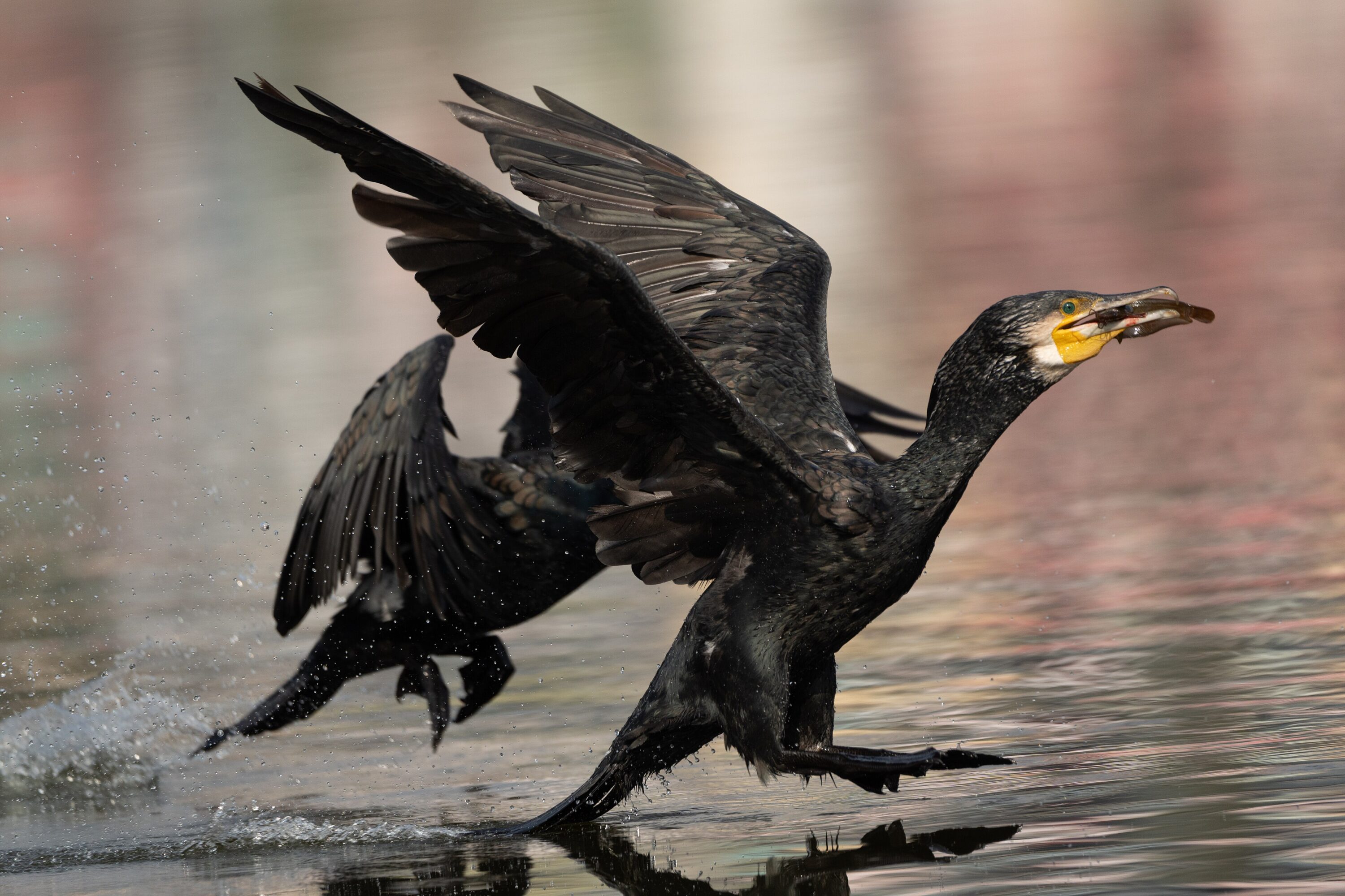 Great cormorant holding a fish at the water surface