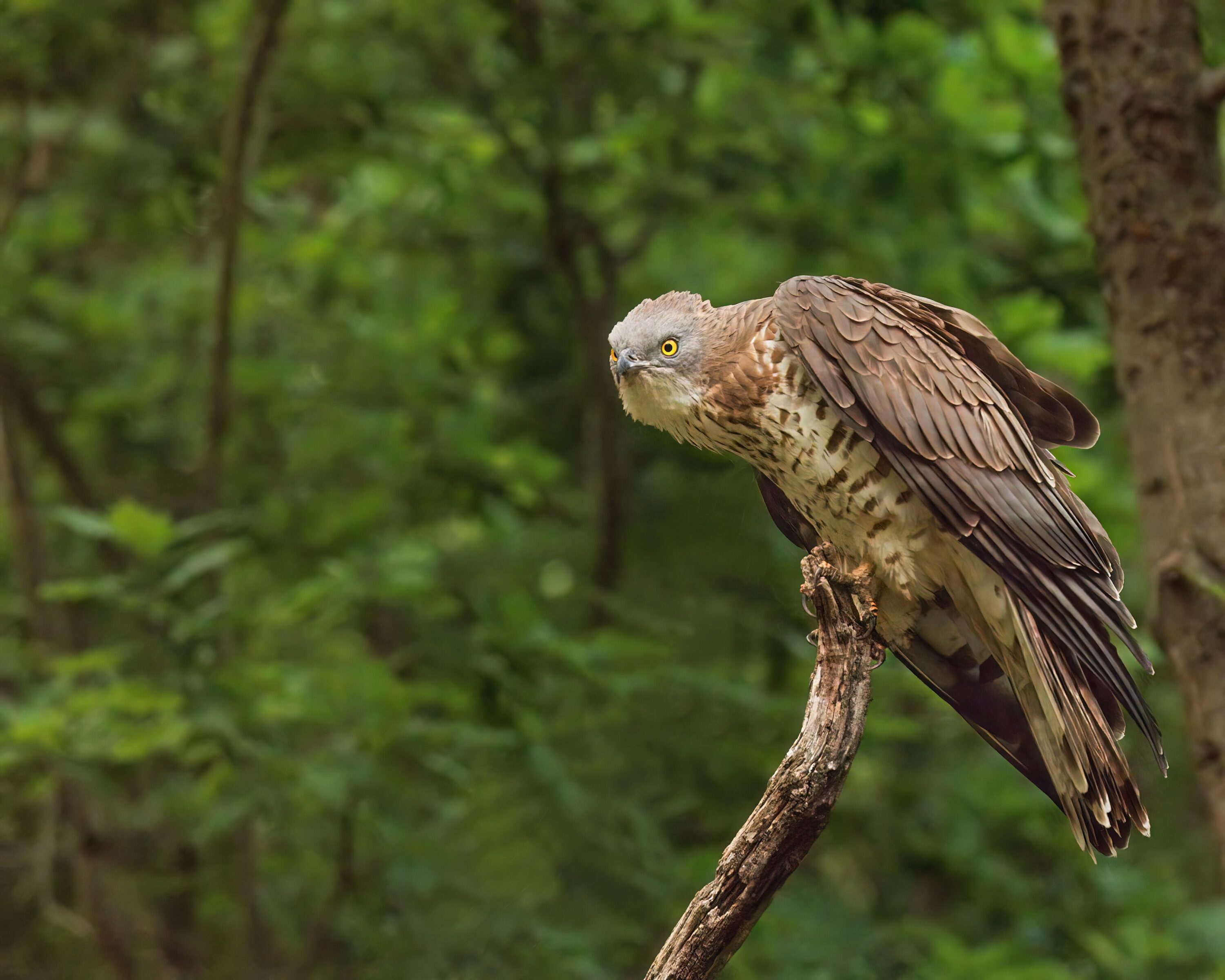European honey-buzzard perched in woodland