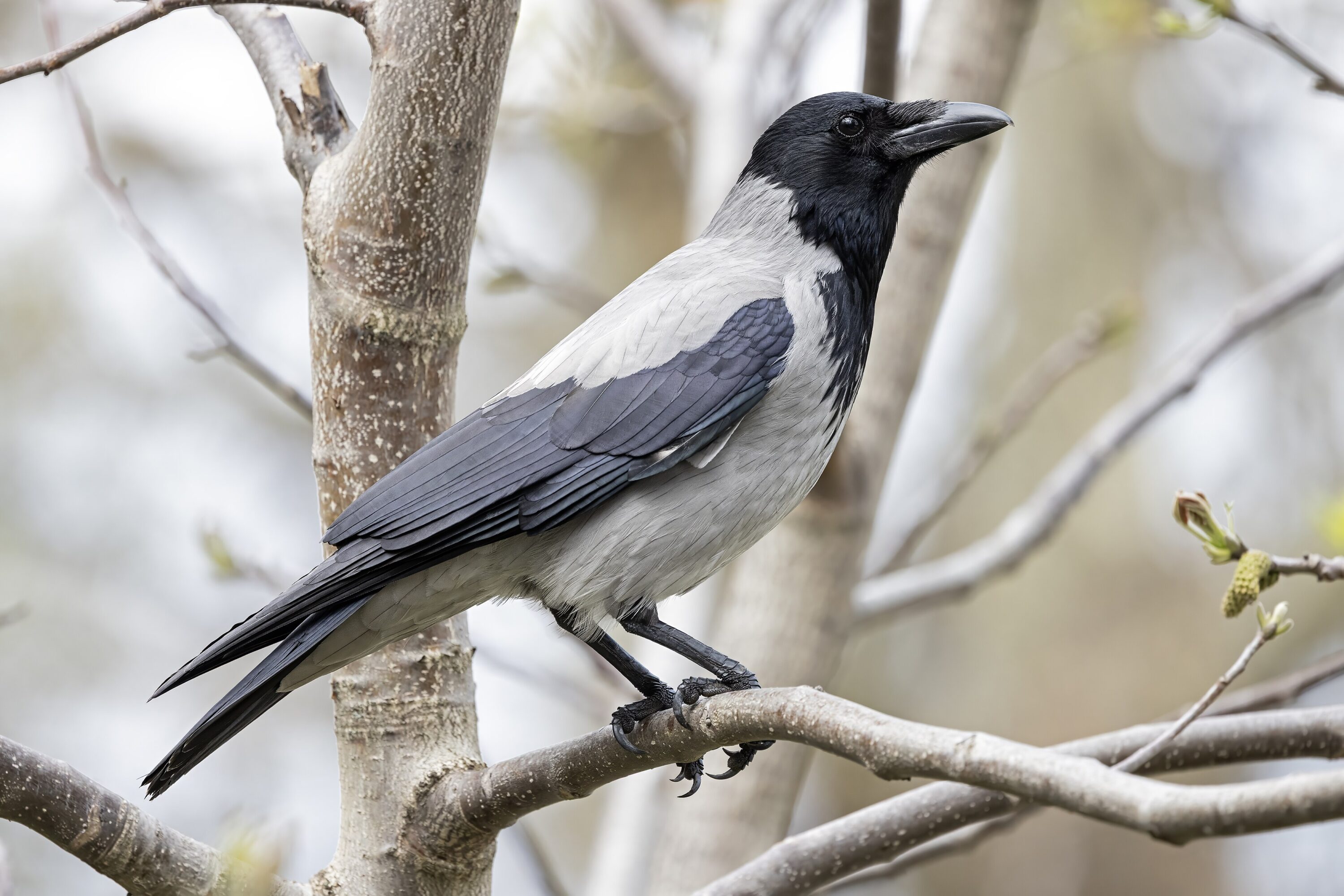Hooded crow perched in City Park, Skopje, North Macedonia