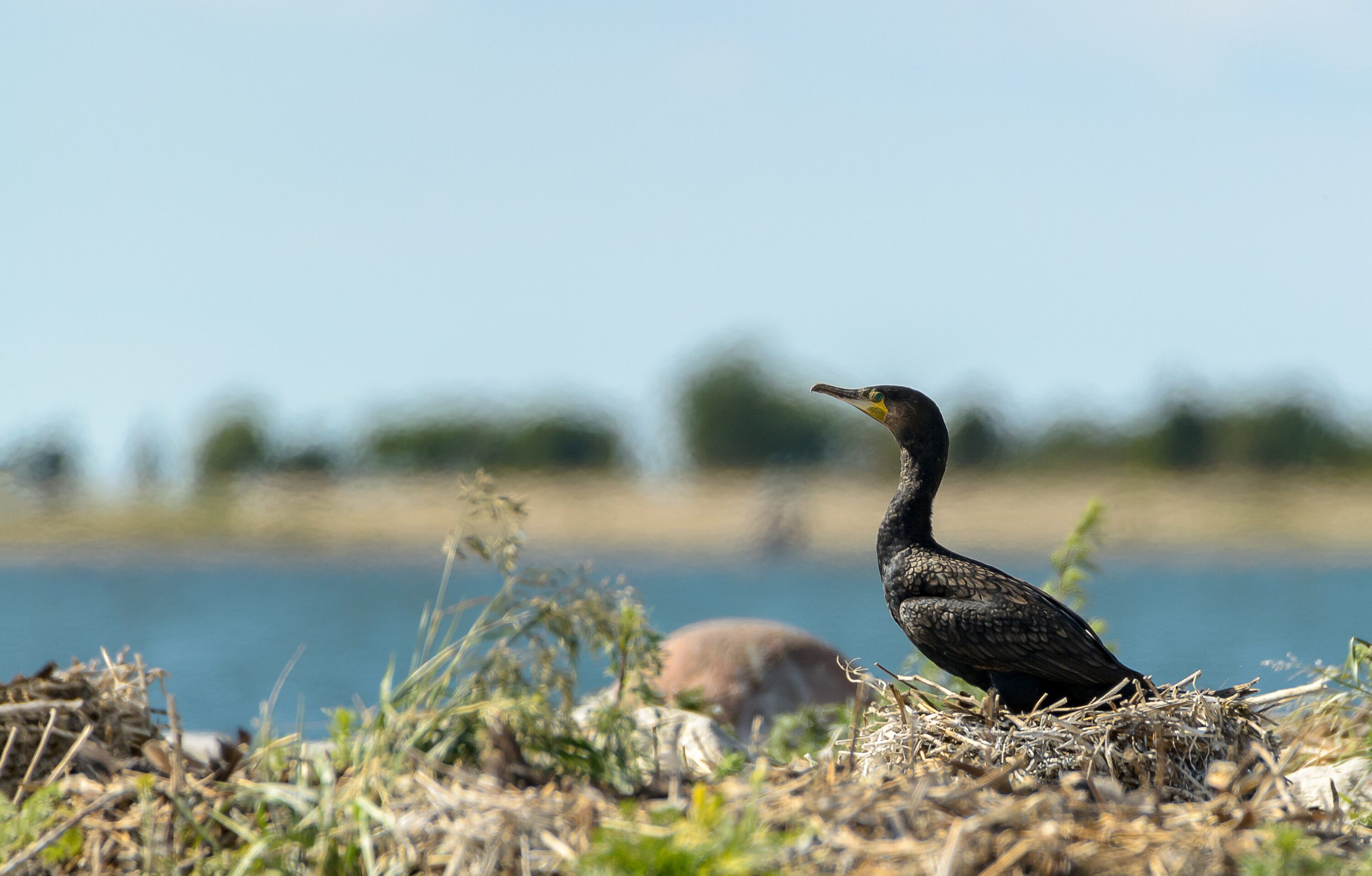 Great cormorant standing on nesting material in Estonia
