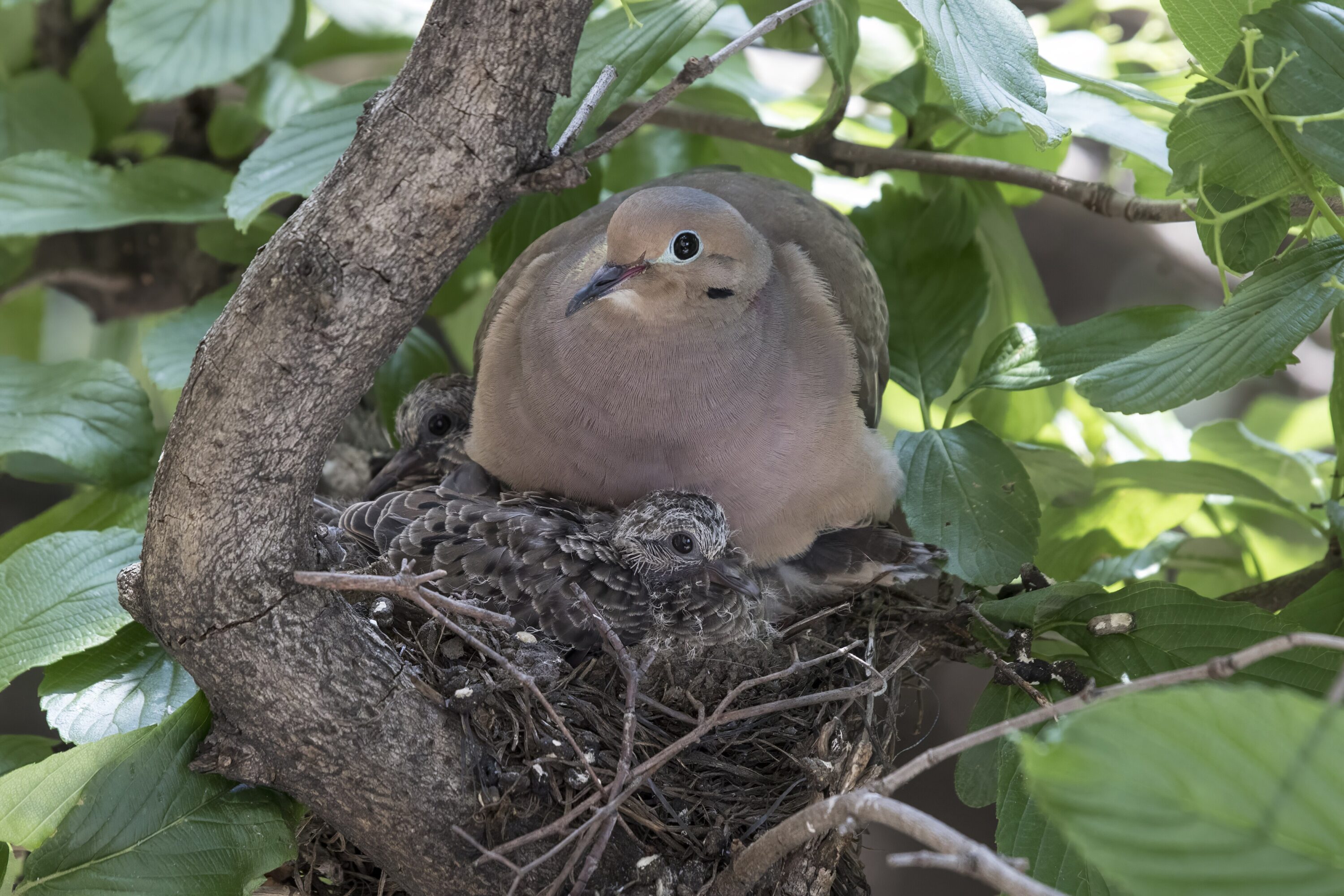 Mourning dove beside two squabs in a nest