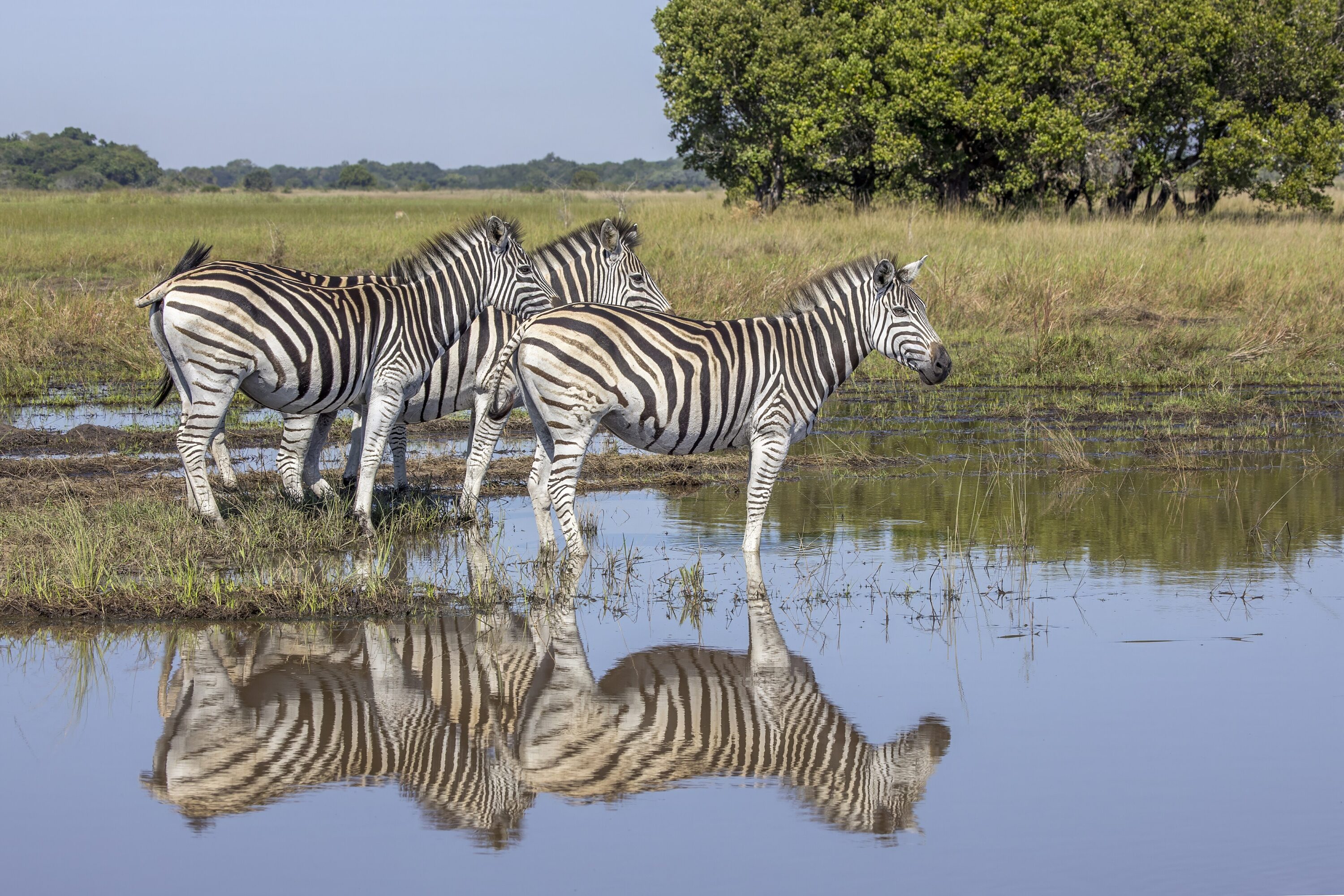 Plains zebras in grassland in Maputo National Park, Mozambique