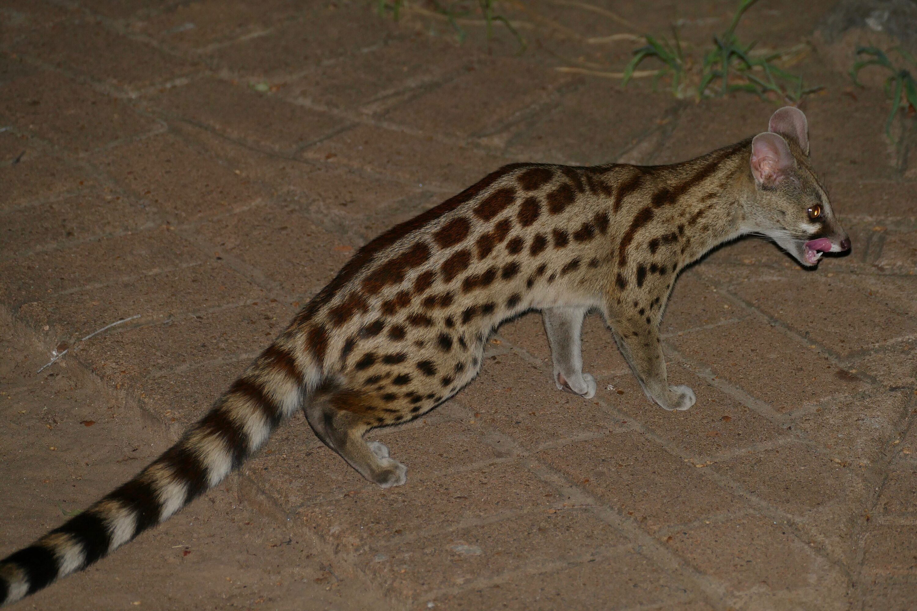 Rusty-spotted genet walking at night in South Africa