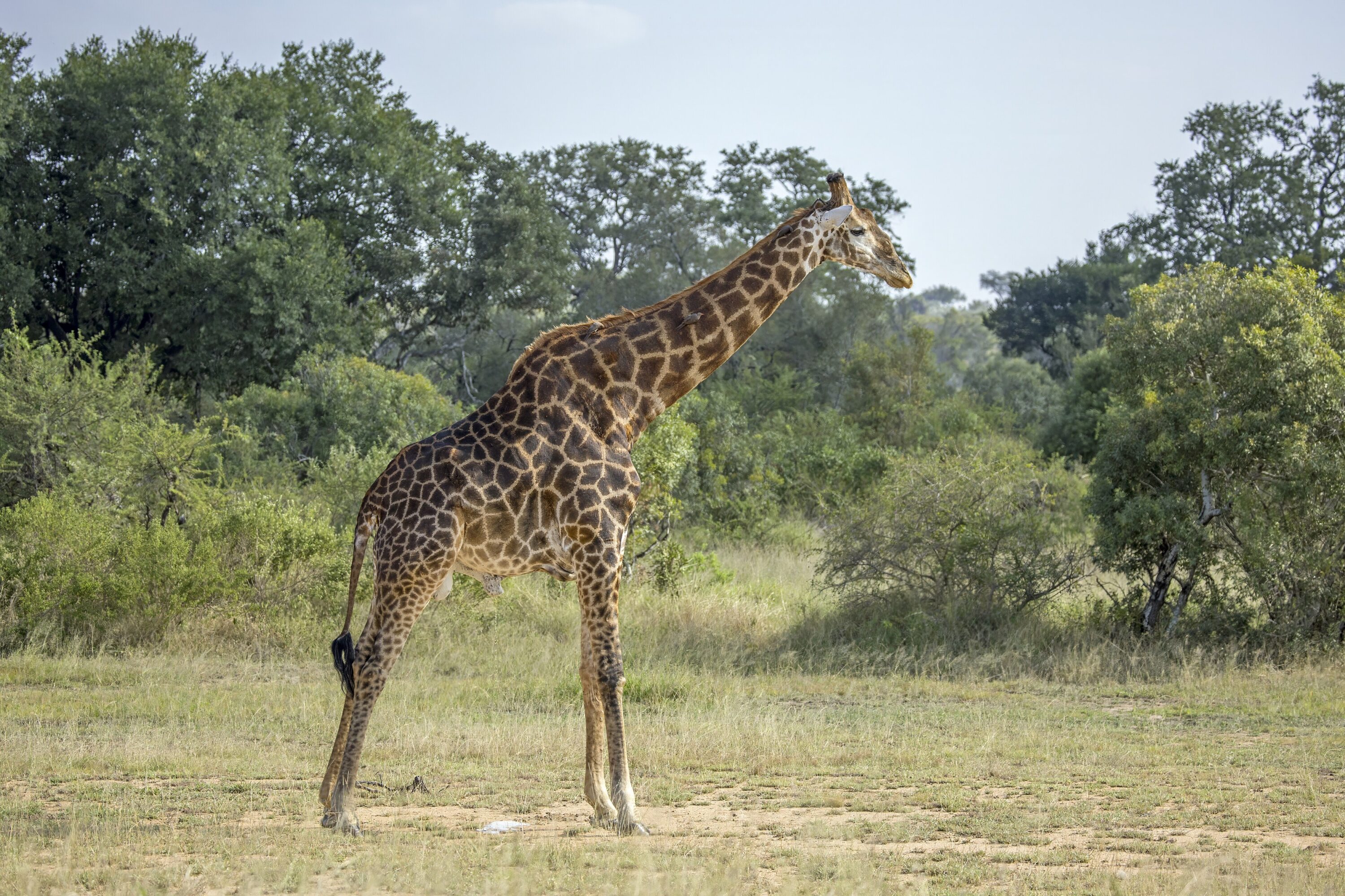 Southern giraffe in savanna vegetation in Kruger National Park, South Africa