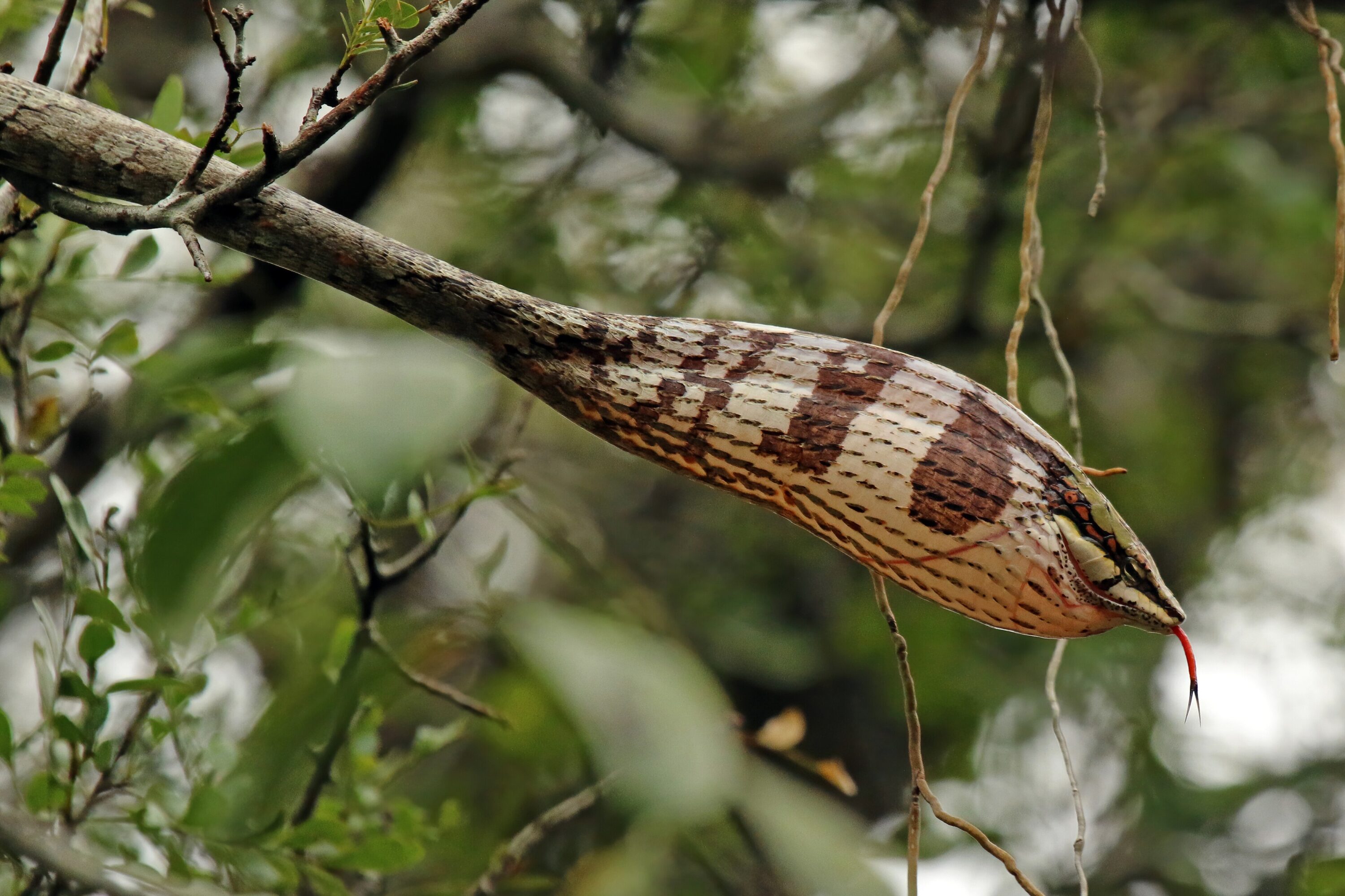 Wild savanna vine snake with neck inflated in defensive display at Phinda Private Game Reserve