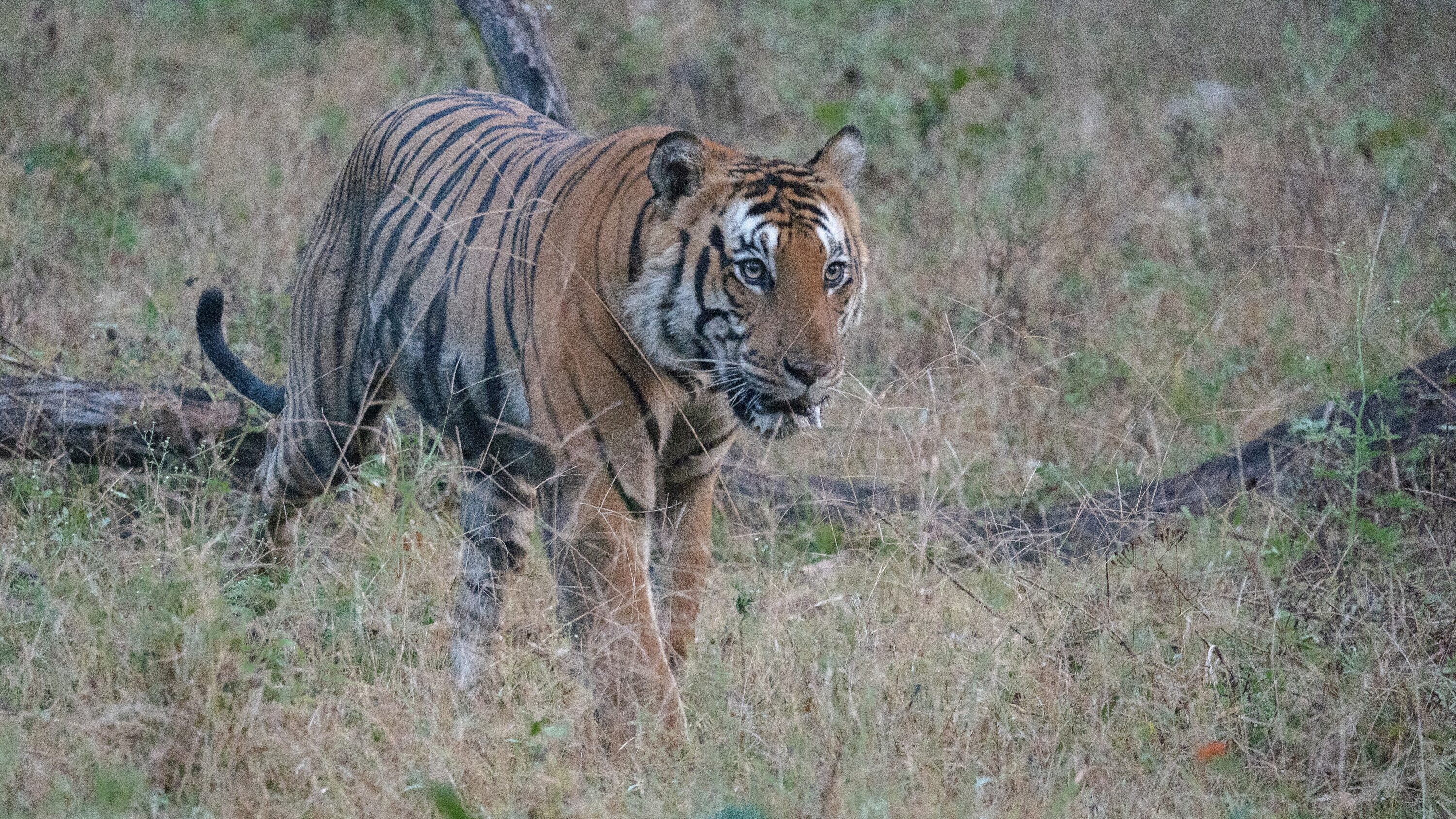Adult male Bengal tiger walking through grass in Kabini, India