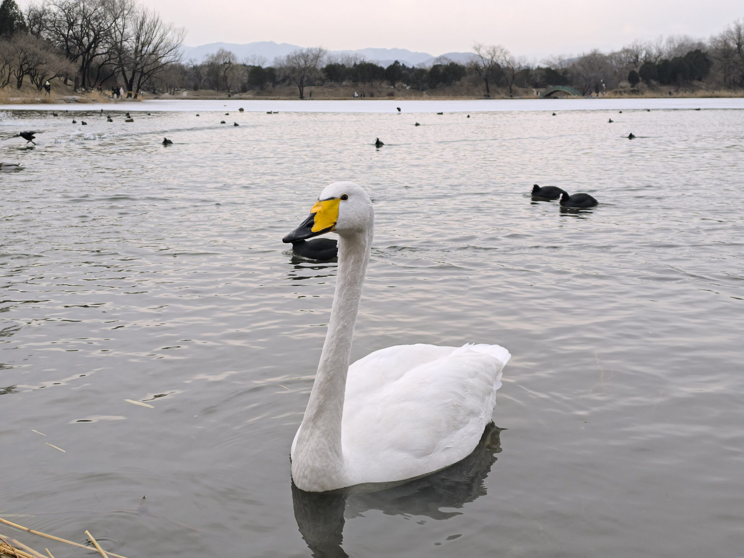 Wintering whooper swan in Beijing, China