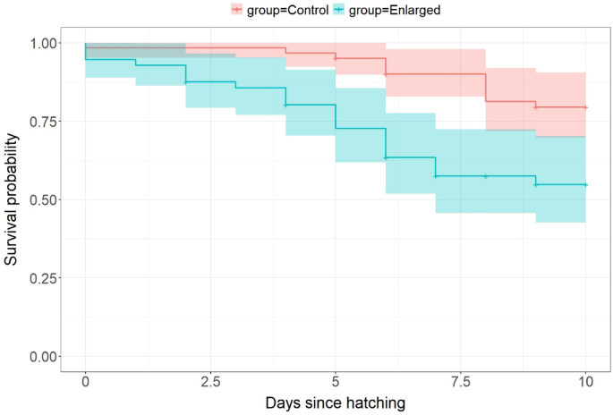 Survival curves for Common Ringed Plover chicks from four-egg and experimentally enlarged five-egg clutches