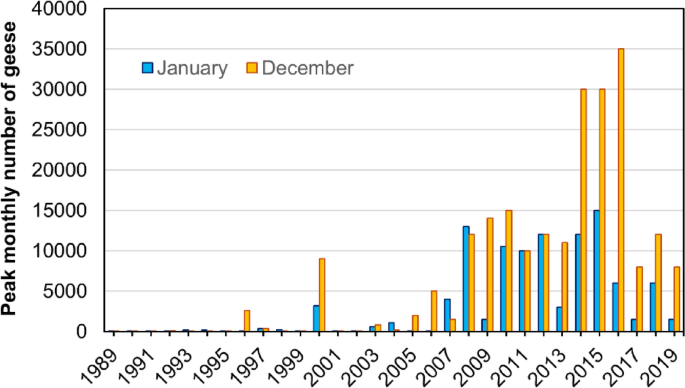 Peak counts of greater white-fronted geese in December and January at Hortobágy, 1989–2019