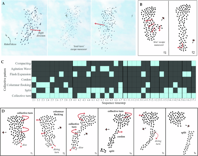 Field observations and diagrams of collective escape in starling flocks