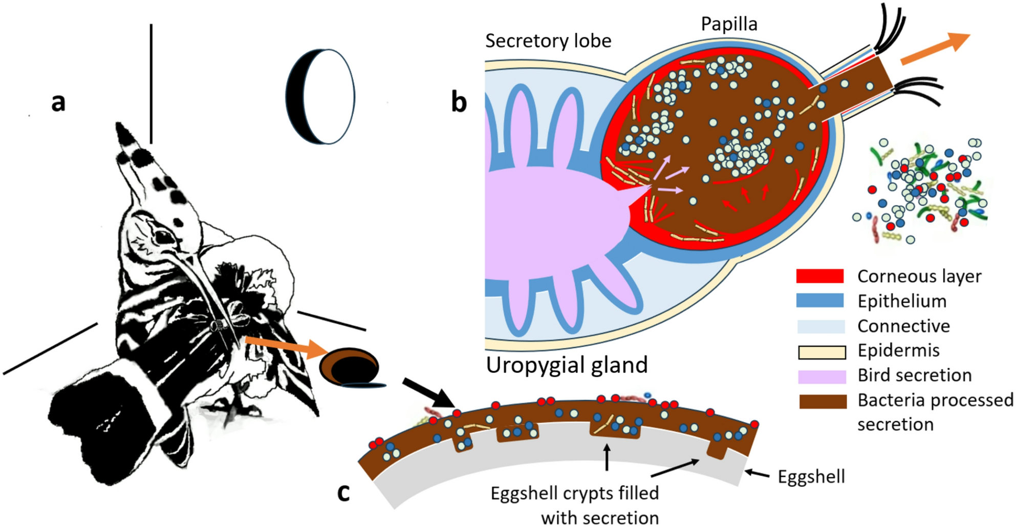 Diagram of the hoopoe uropygial gland, symbiotic bacteria and secretion on eggshells