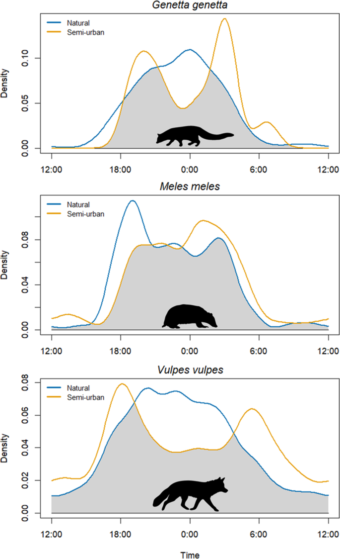 Activity curves for common genet, European badger and red fox in natural and semi-urban Catalan landscapes