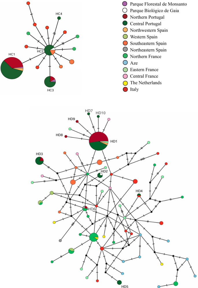 Haplotype networks showing mitochondrial red squirrel lineages from Portugal, Spain, France, Italy and the Netherlands