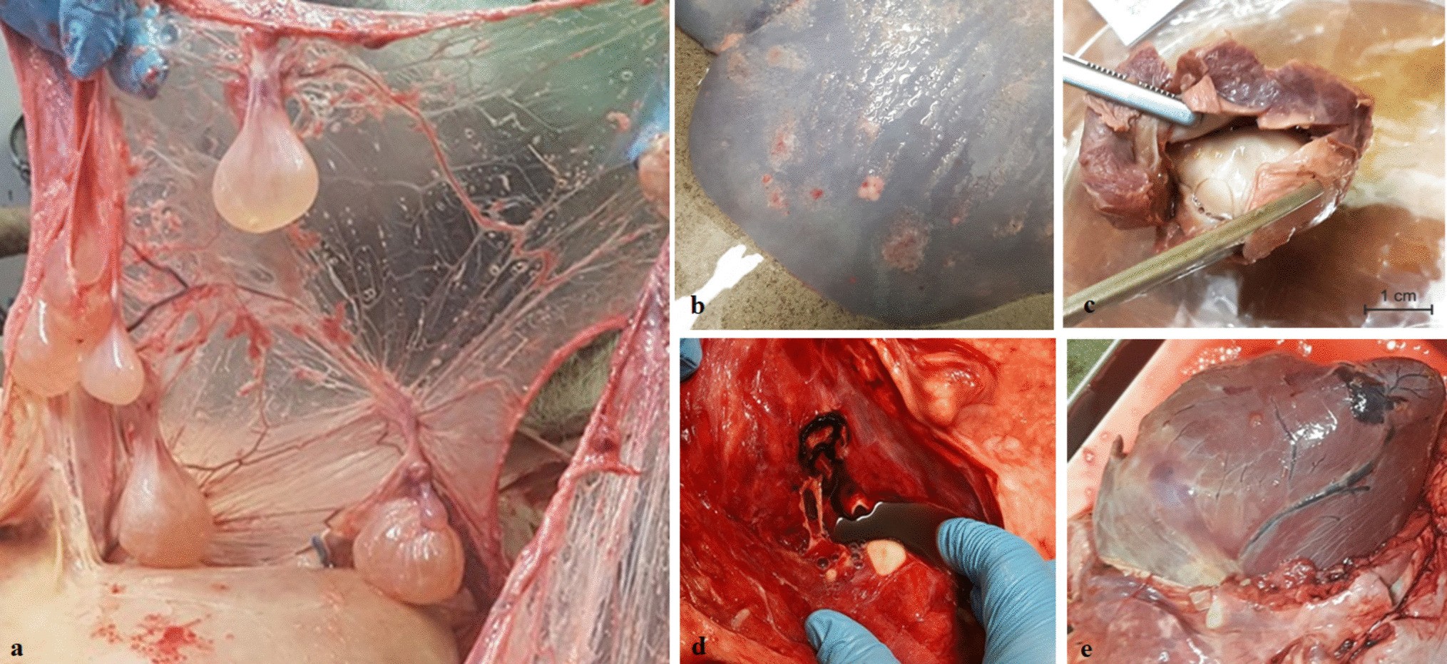 Pathology images from the studied moose showing tapeworm larvae and organ changes
