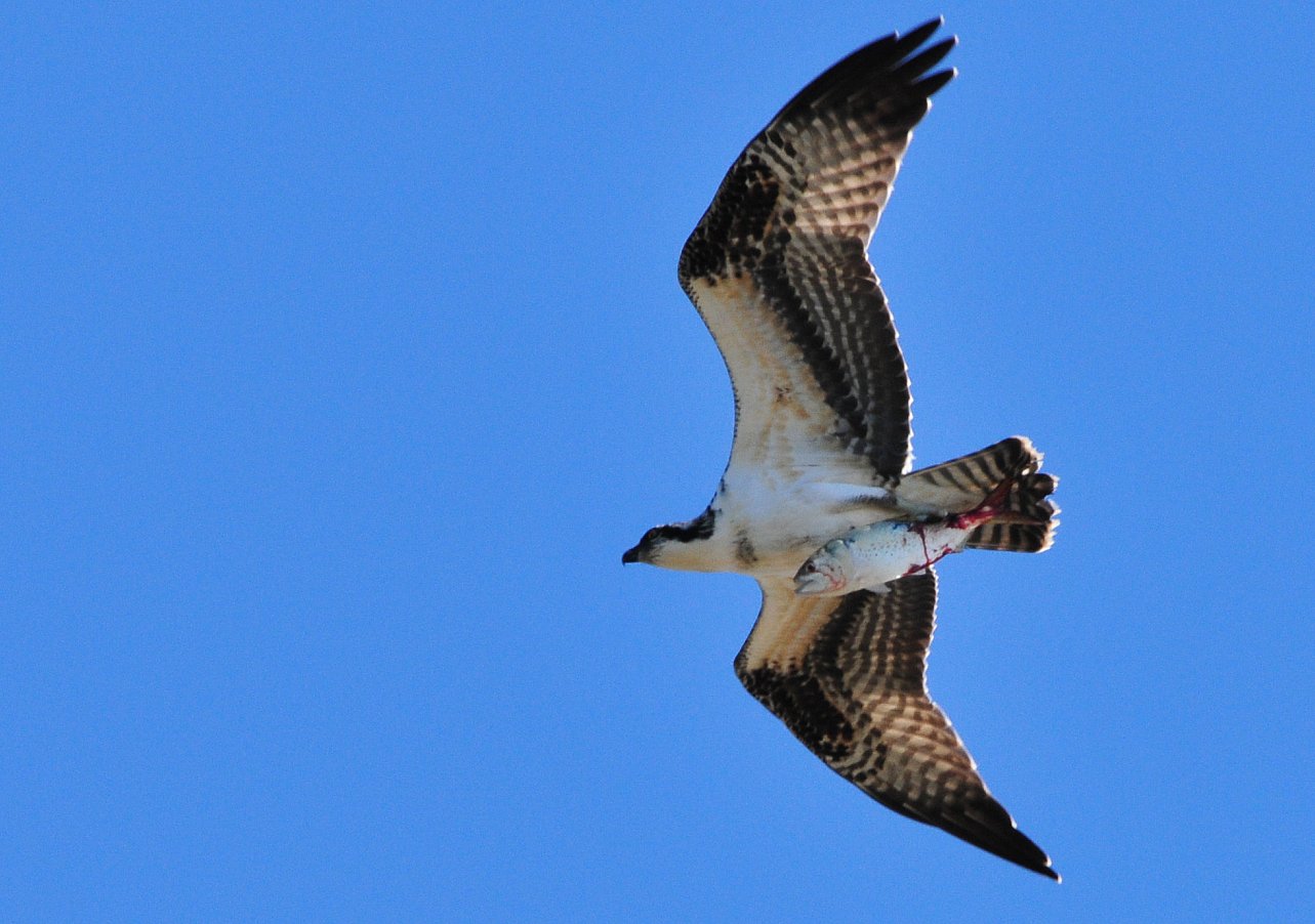 Osprey carrying a fish in flight at Cape May, New Jersey