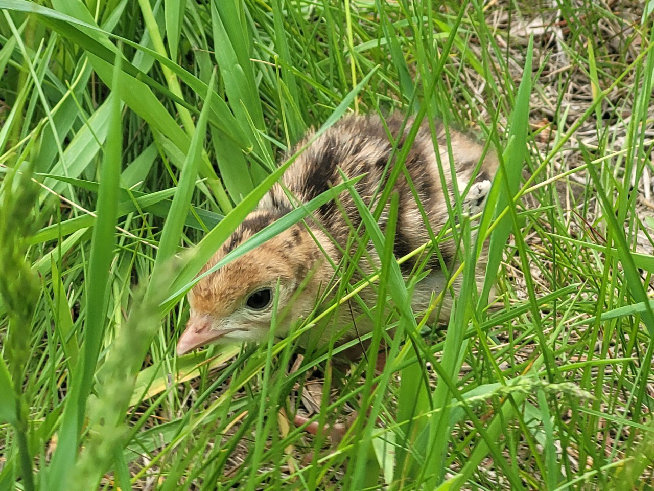 Young ring-necked pheasant chick foraging in low vegetation in Minnesota