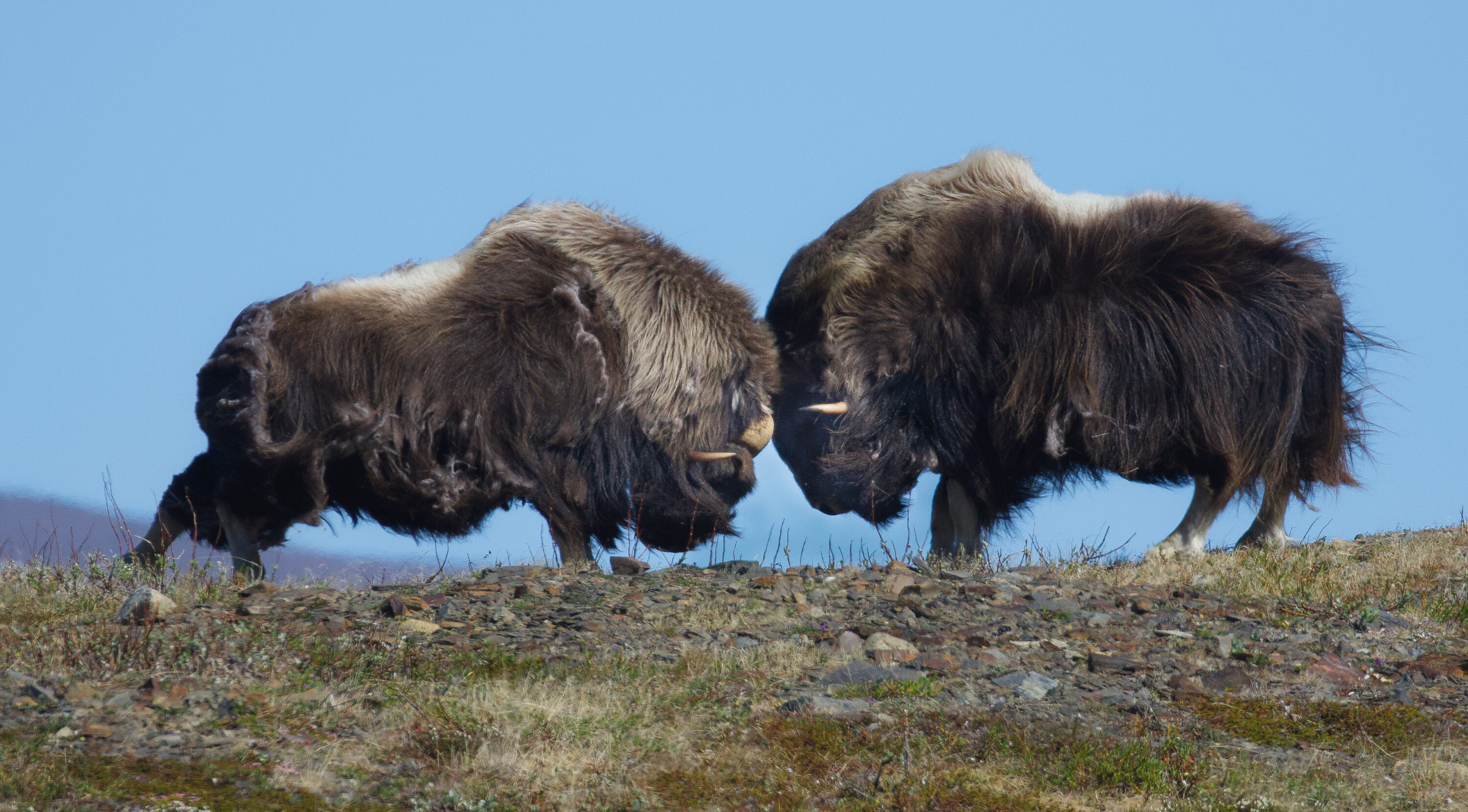 Two adult muskox bulls head-butting