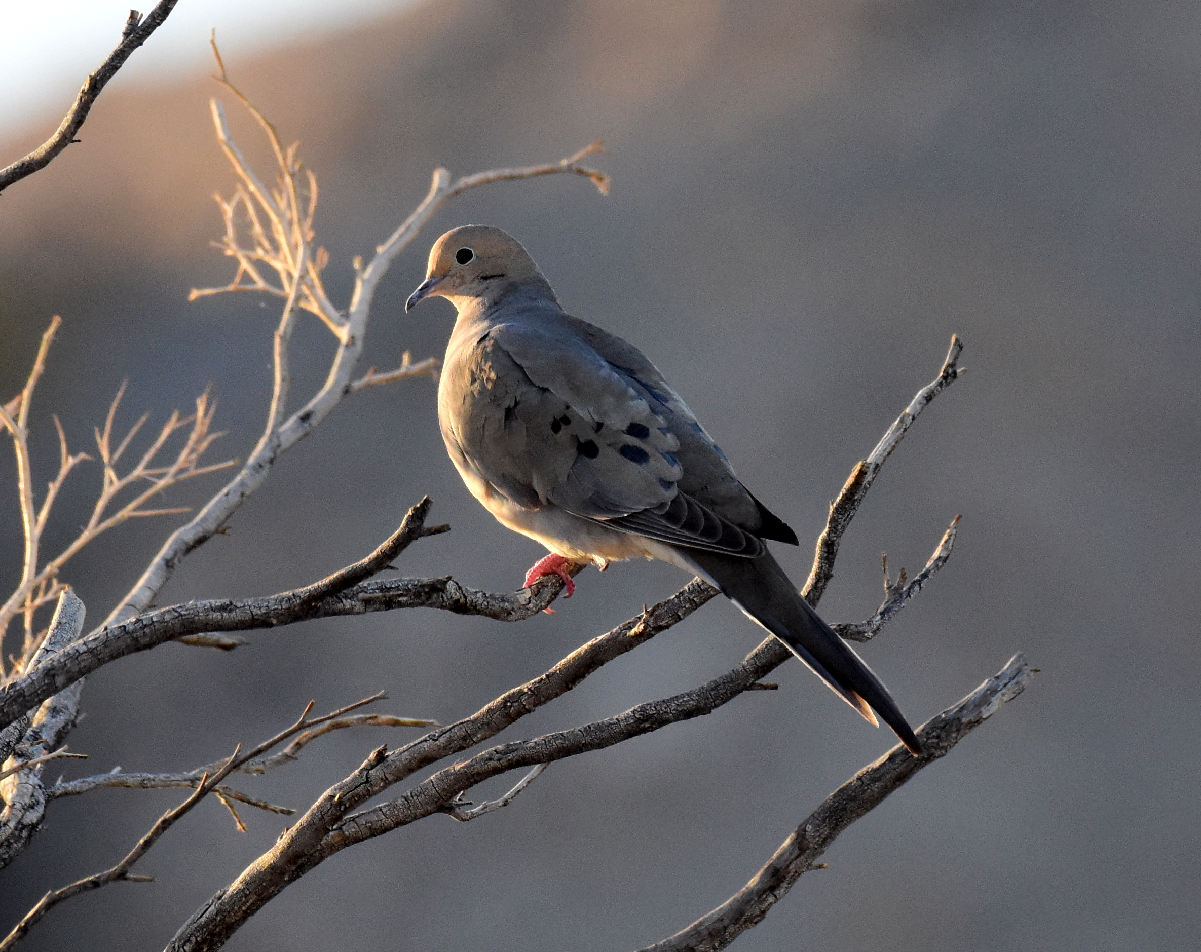 Adult mourning dove in Arizona