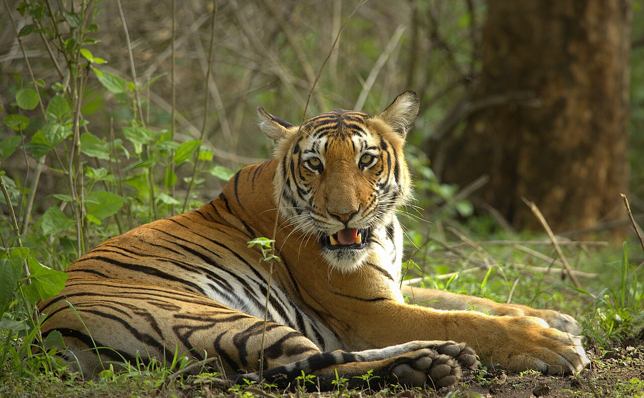 Wild Bengal tiger resting in Bandipur National Park, India