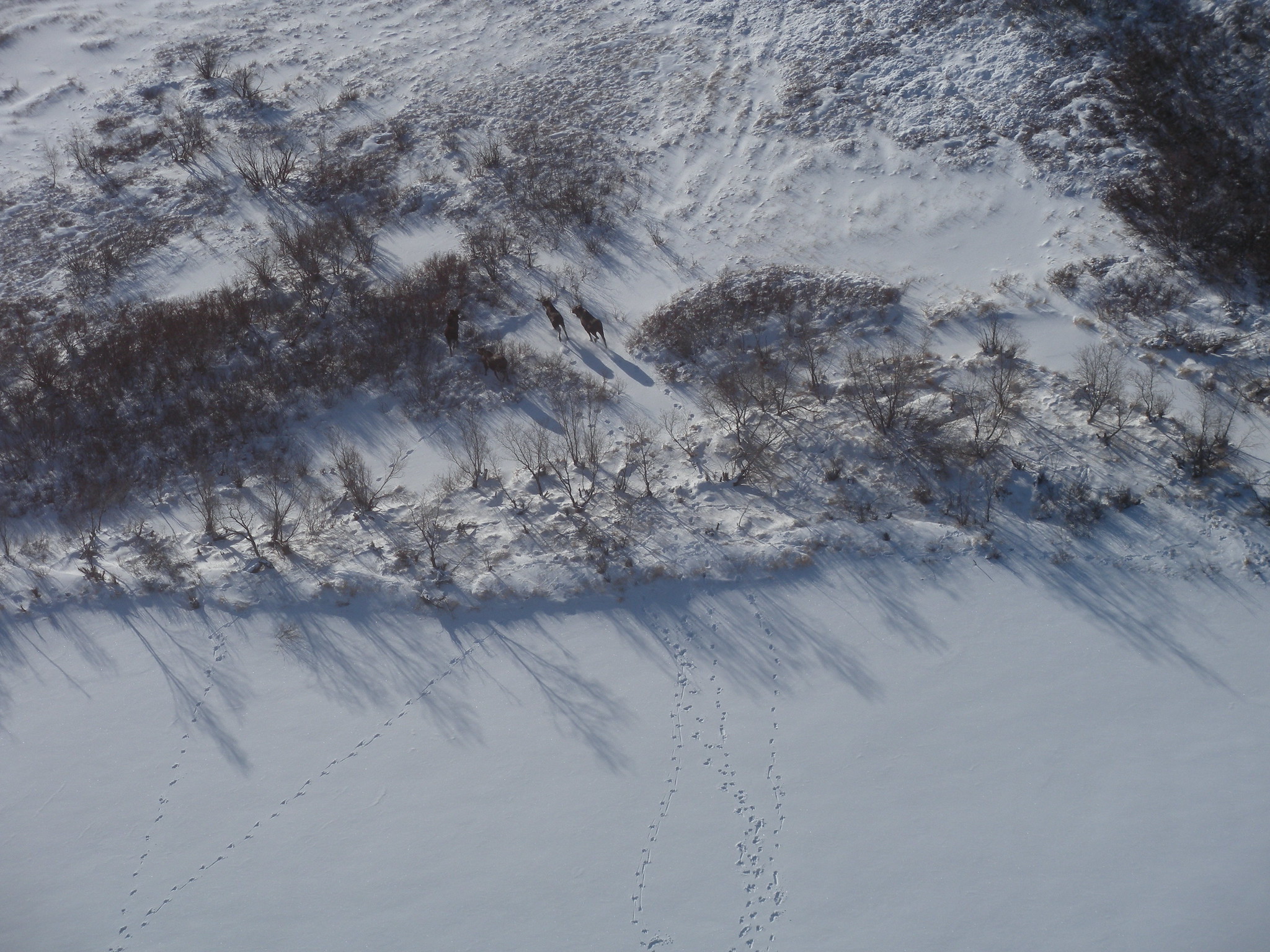Moose seen from an aircraft during an aerial survey in snowy Yukon Delta National Wildlife Refuge