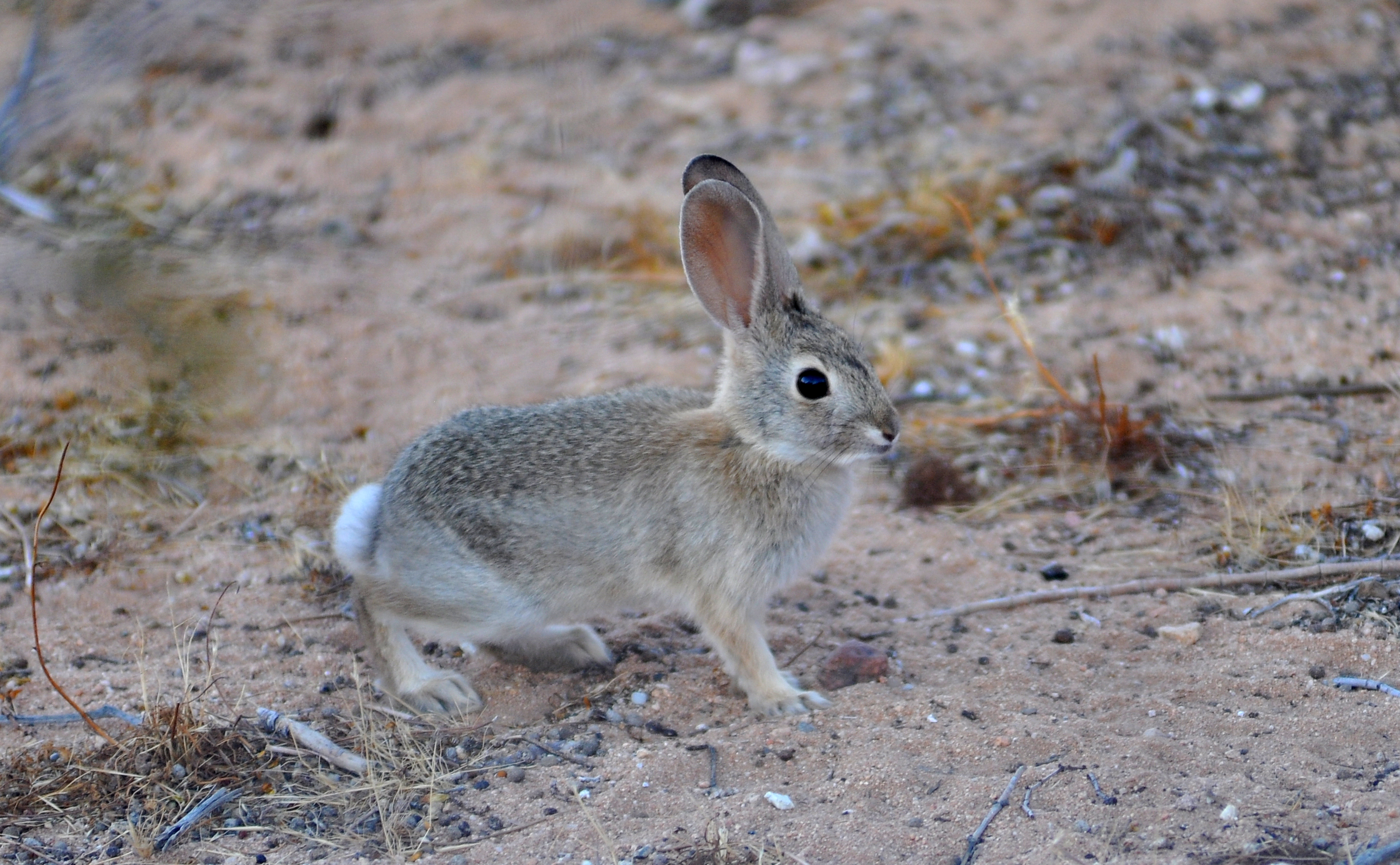Young wild desert cottontail in the Mojave Desert