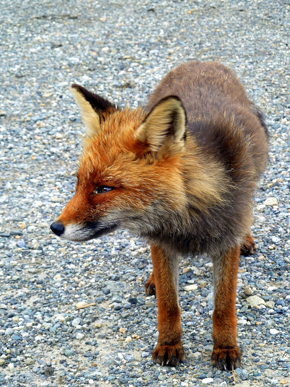 Red Fox in Valsavarenche, Italy