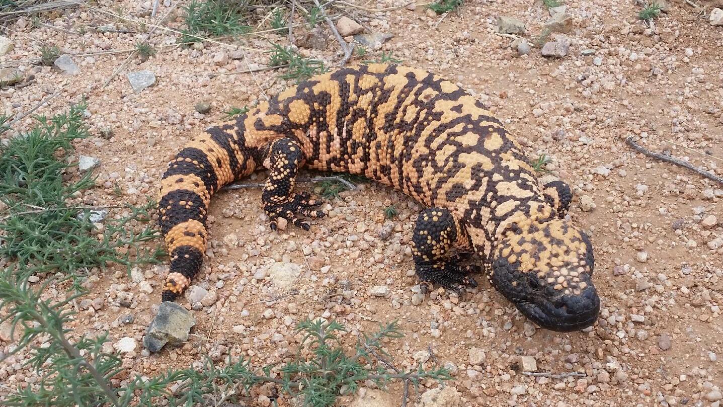 Wild Gila monster in southeastern Arizona